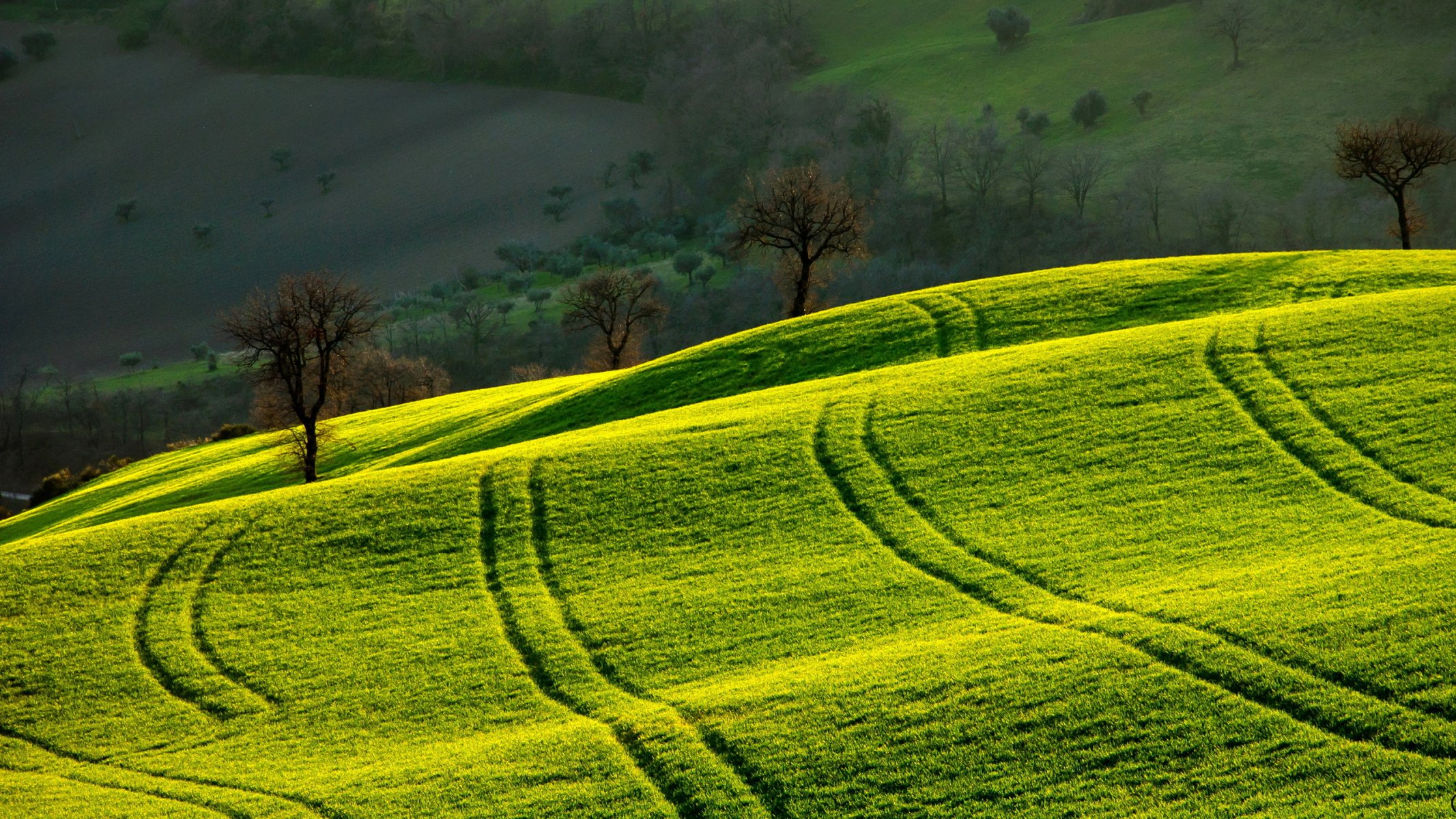 campo mattina paesaggio