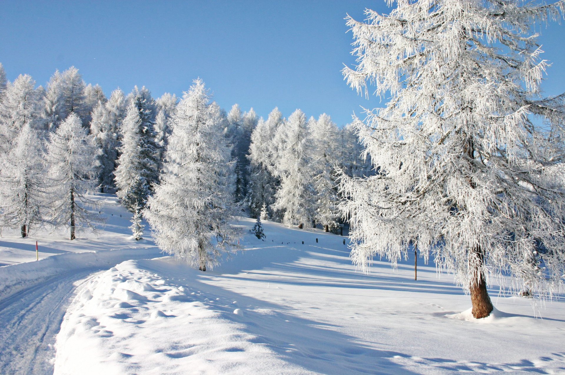 árboles invierno paisaje naturaleza nieve