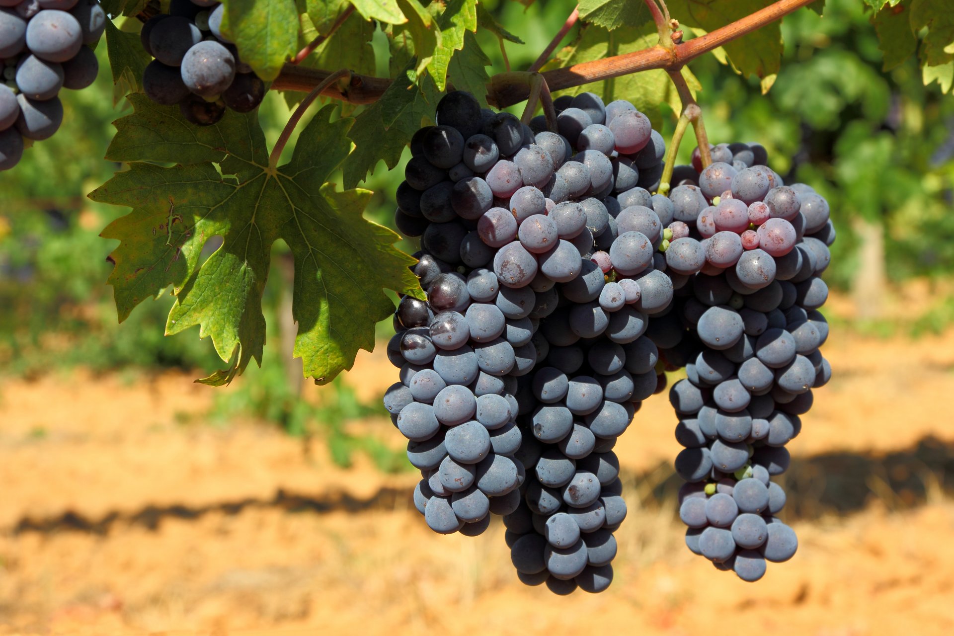 naturaleza viñedo arbustos uvas