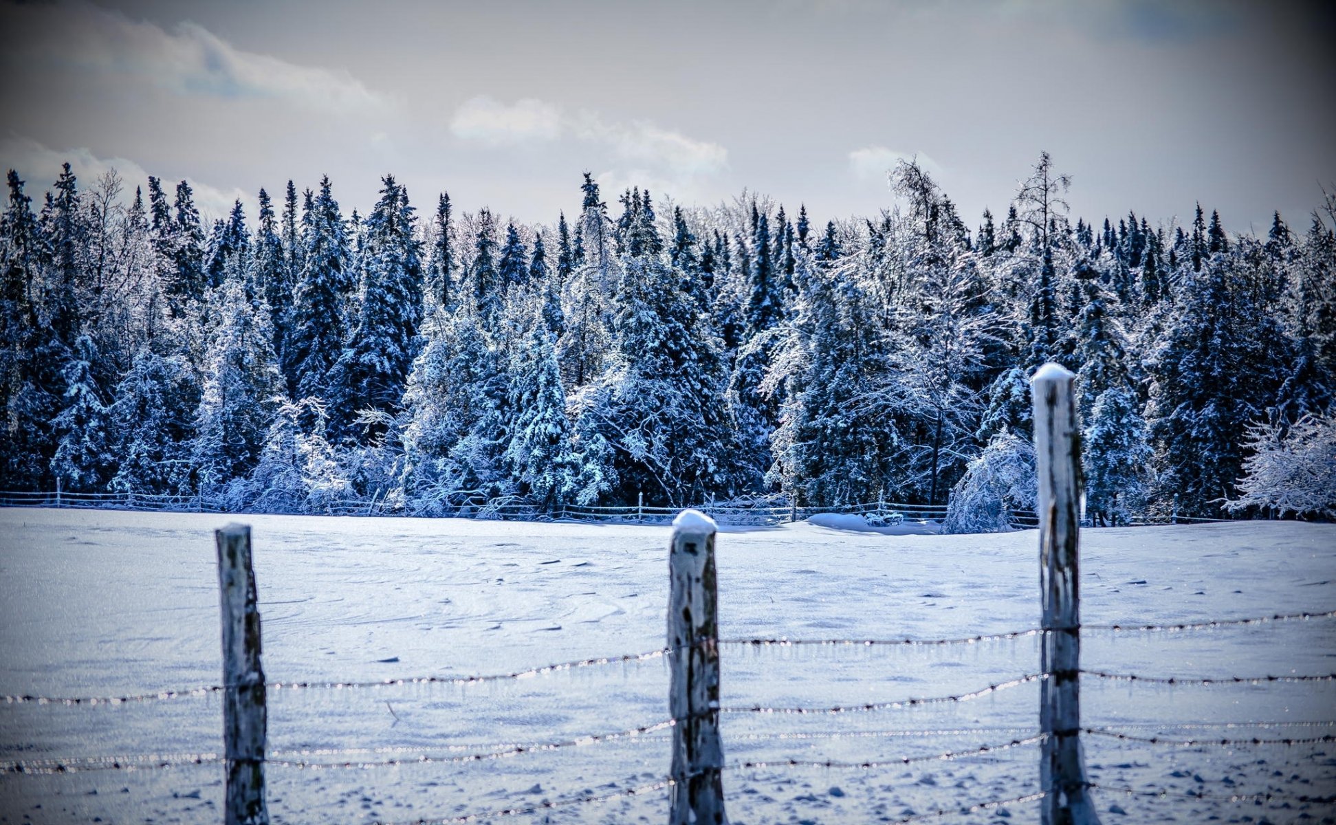 inverno neve foresta montagne alberi freddo