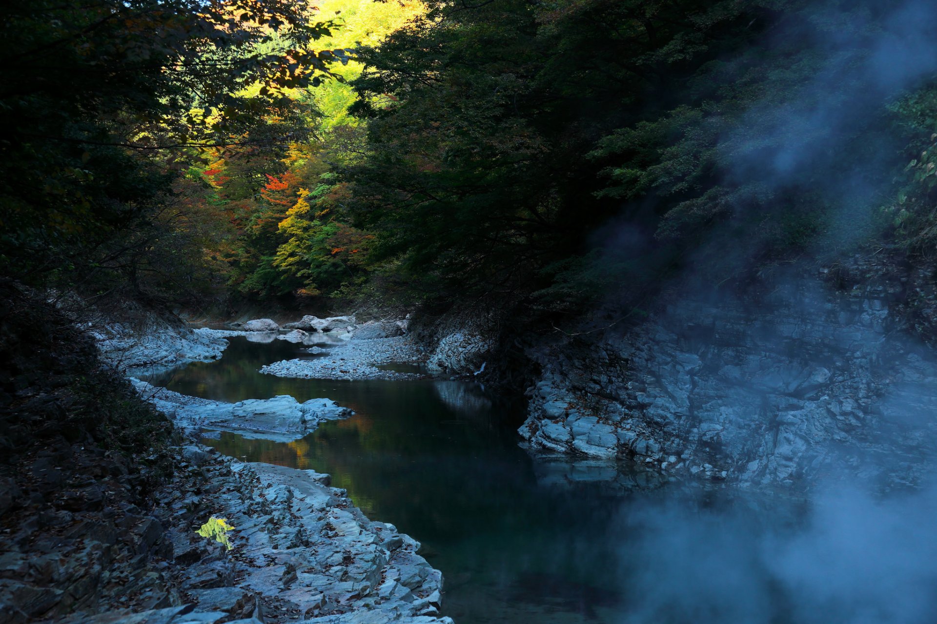 landscape nature autumn of the year tree leaves fog