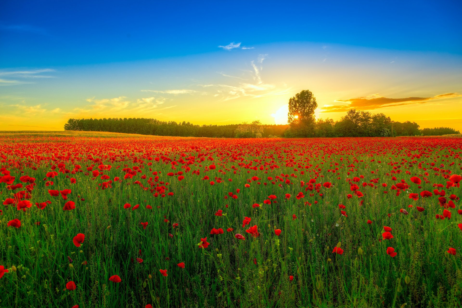 nature the field flower poppies sunset tree landscape