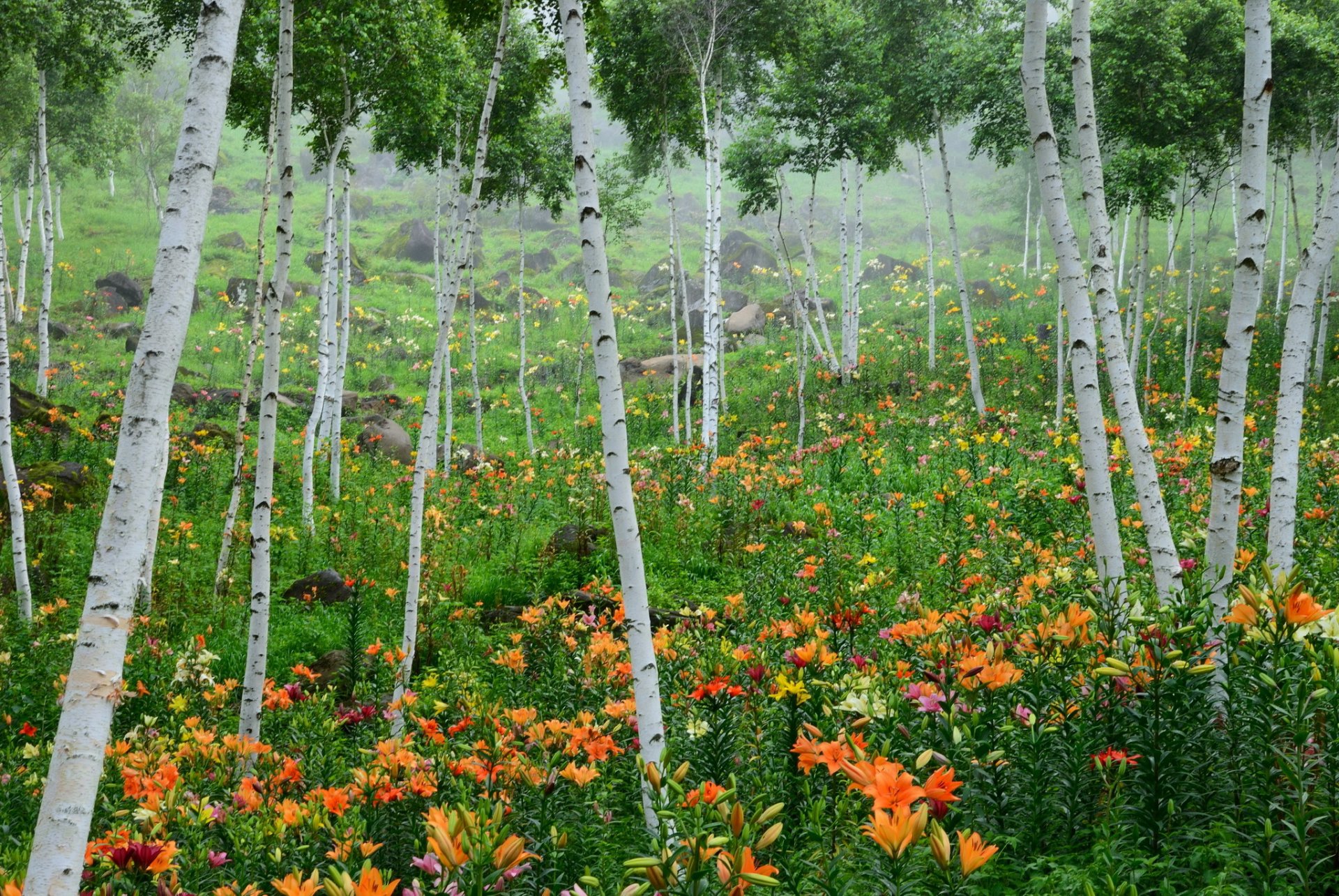 lirios abedules árboles naturaleza foto