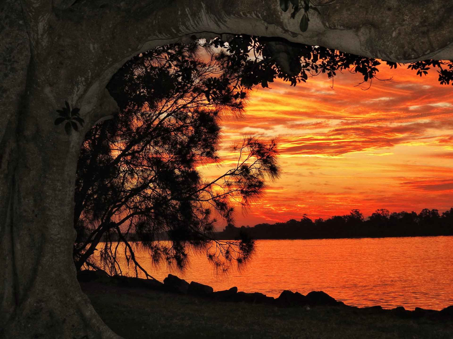 arbre rivière coucher de soleil