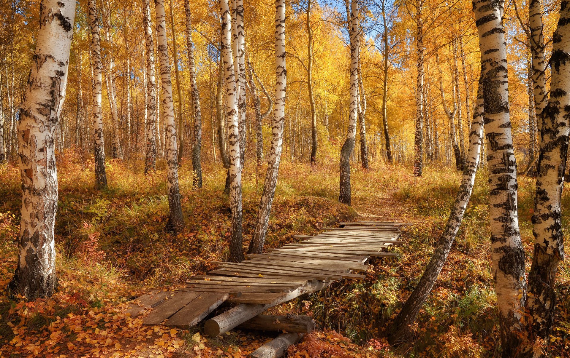 automne forêt pont bouleaux feuilles nature photo