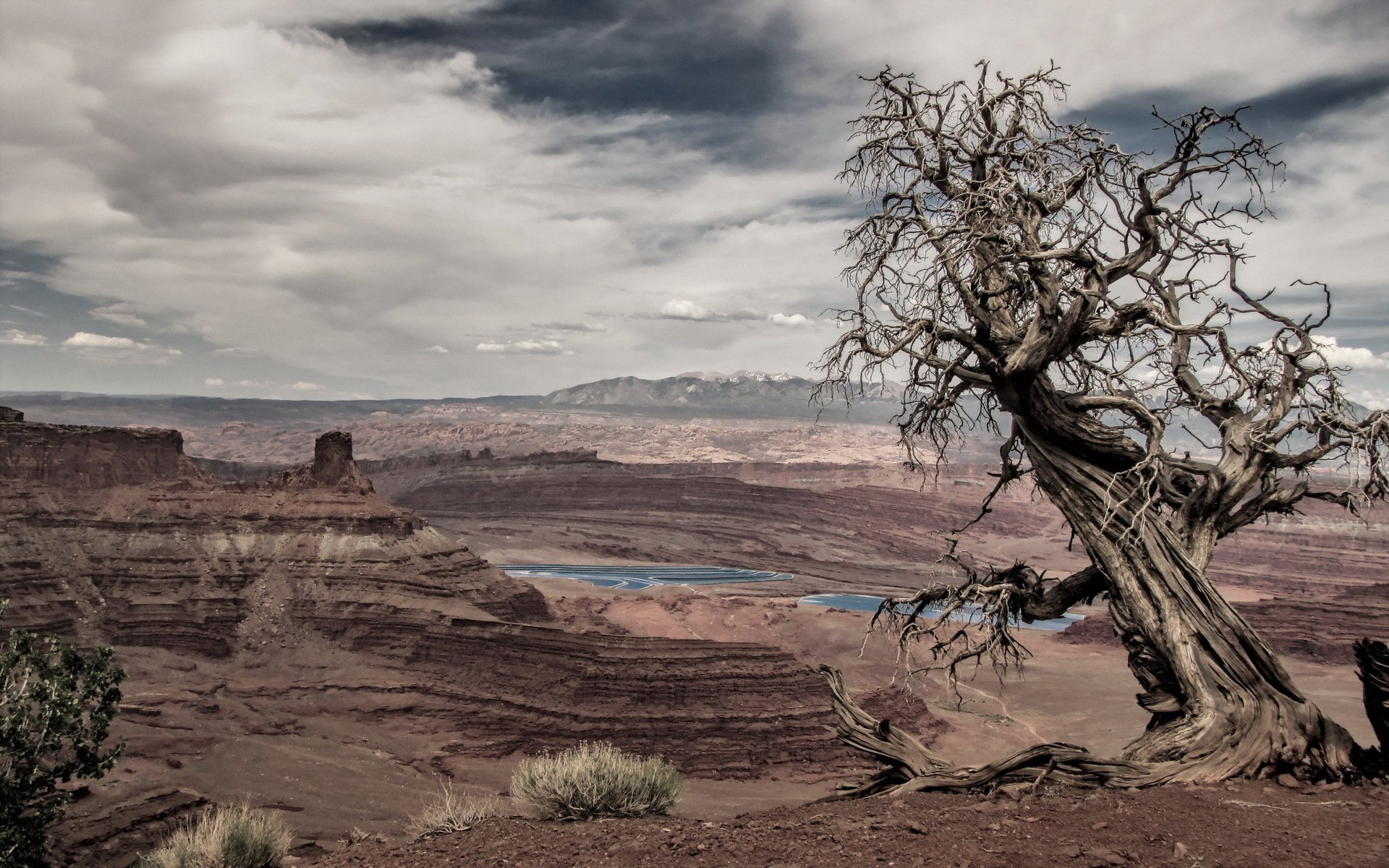 arbre montagnes paysage