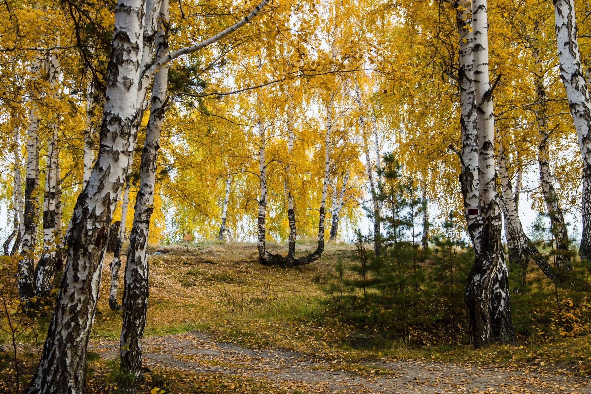 autumn birch leaves l nature photo