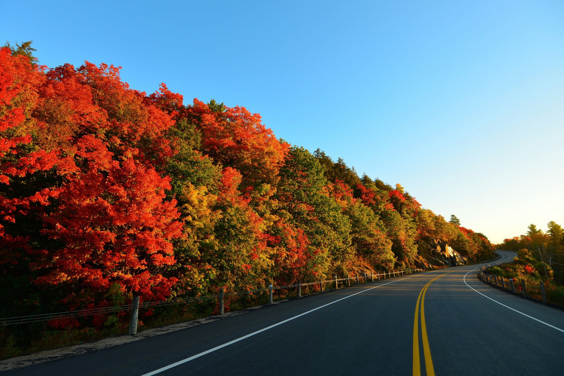 ciel arbres route automne