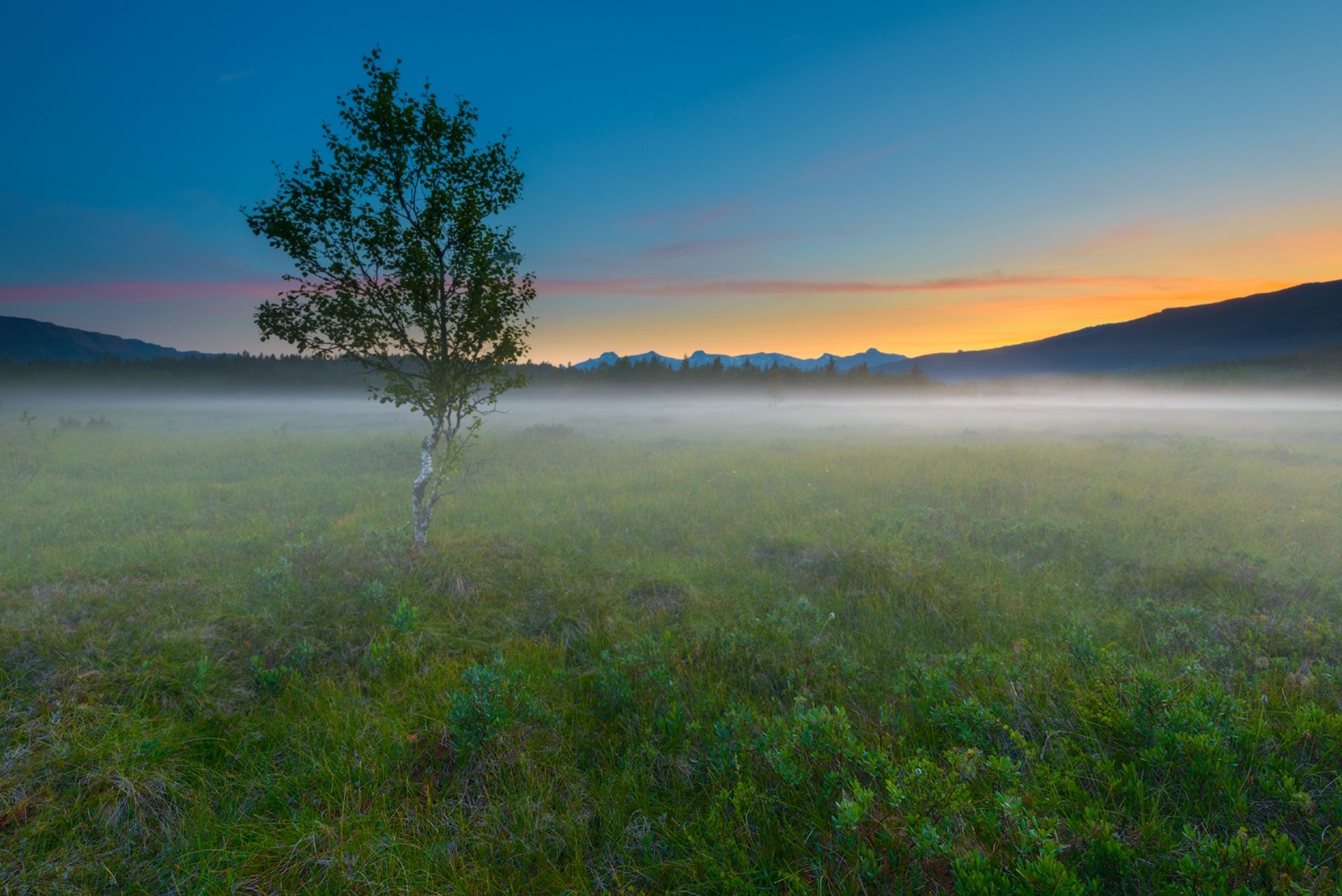 matin champ arbre brouillard nature paysage