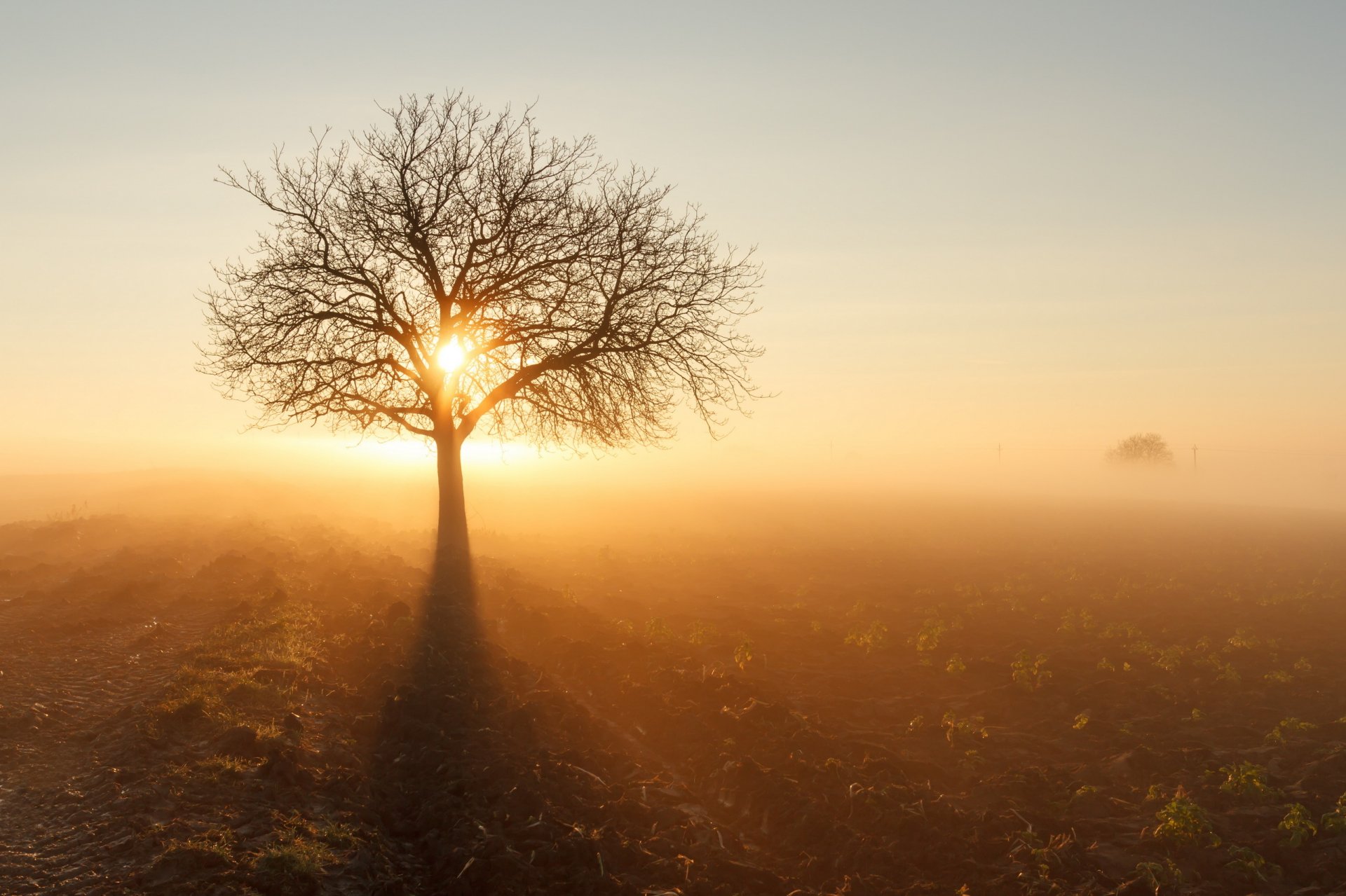 feld baum sonne nebel morgen