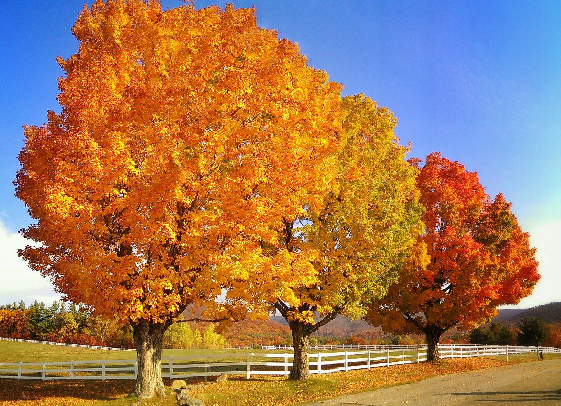 himmel bäume straße herbst zaun