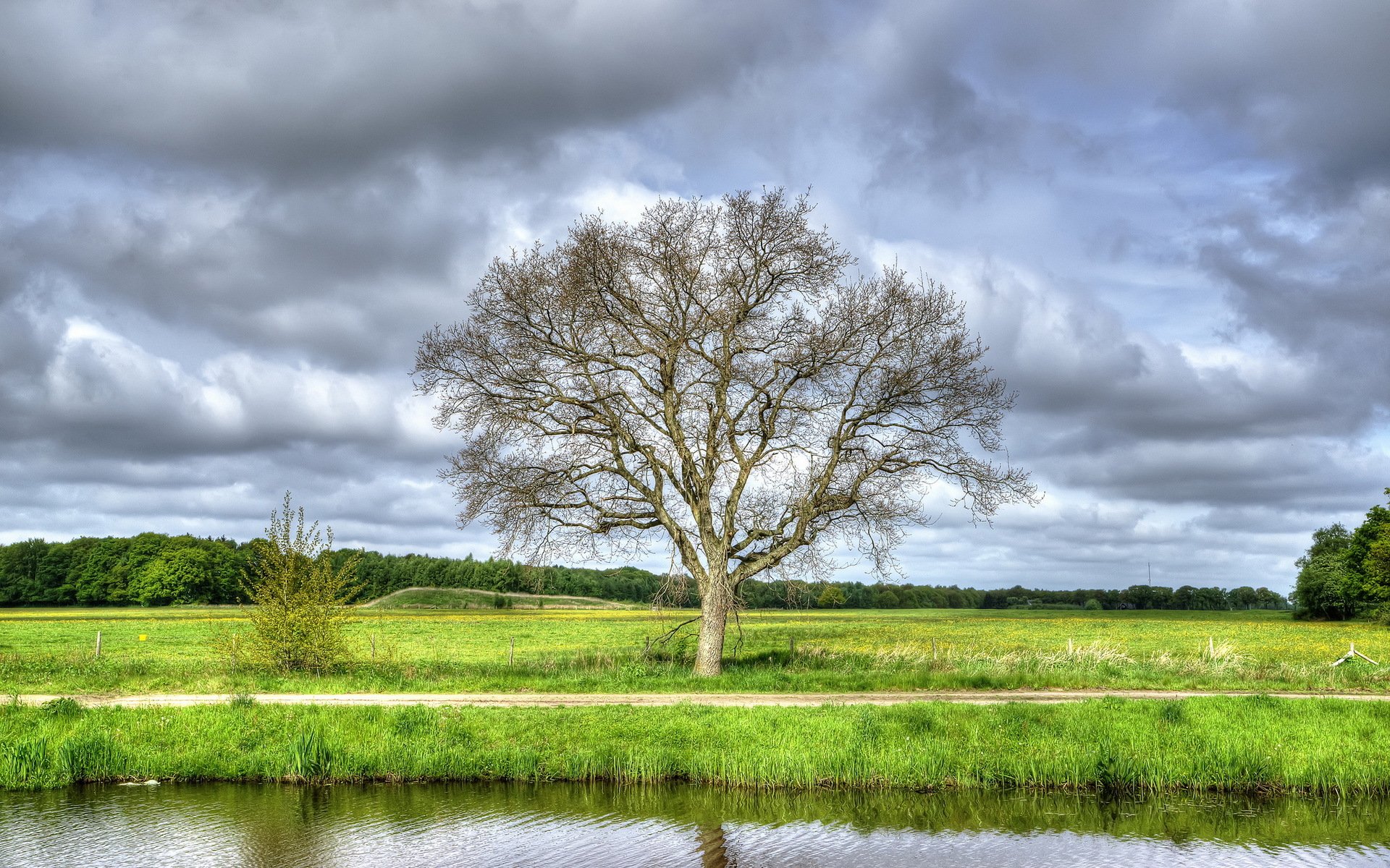 river tree the field summer landscape