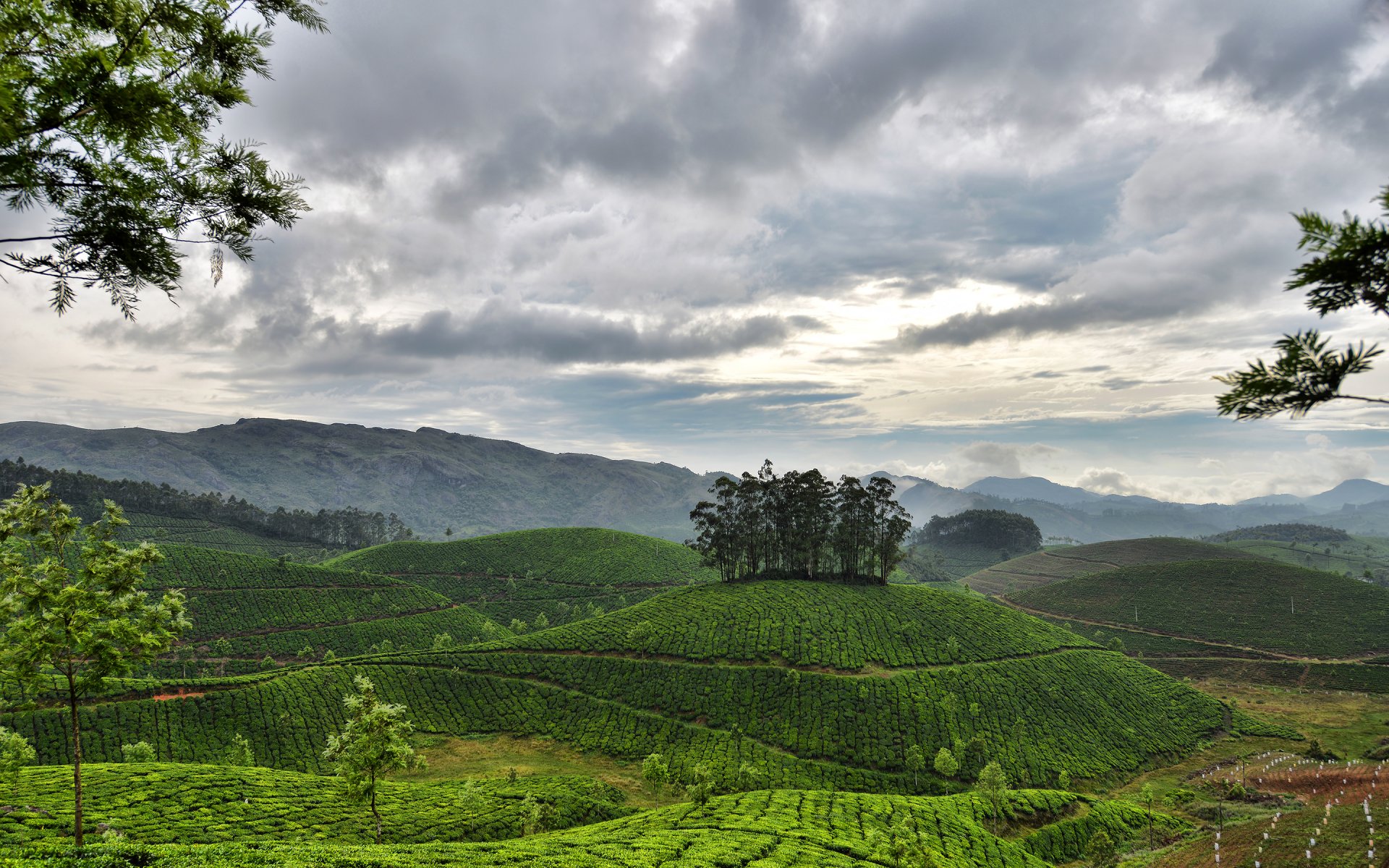 munnar kerala indie niebo chmury góry wzgórza plantacje herbaty