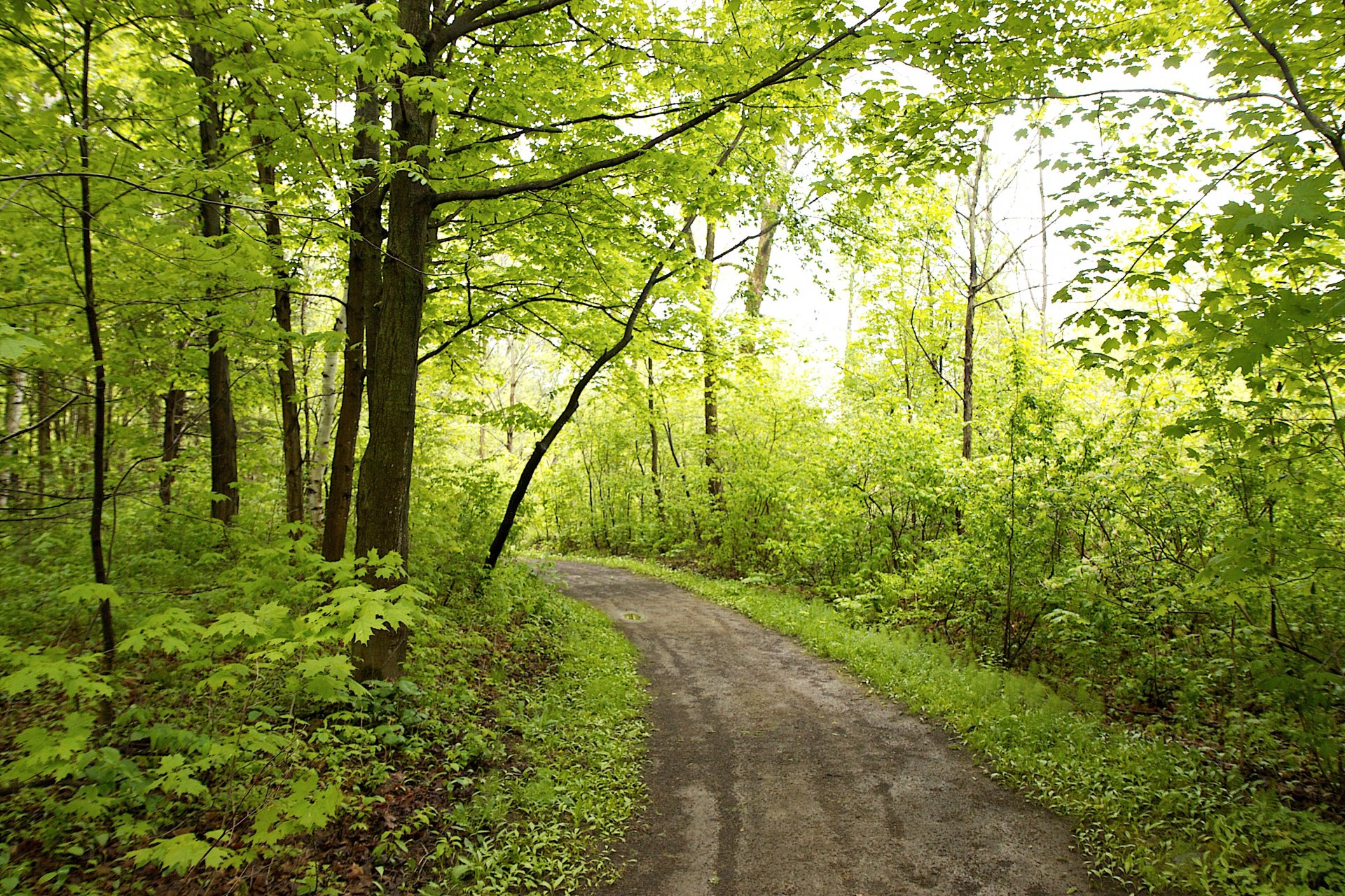 bosque árboles follaje camino sol luz