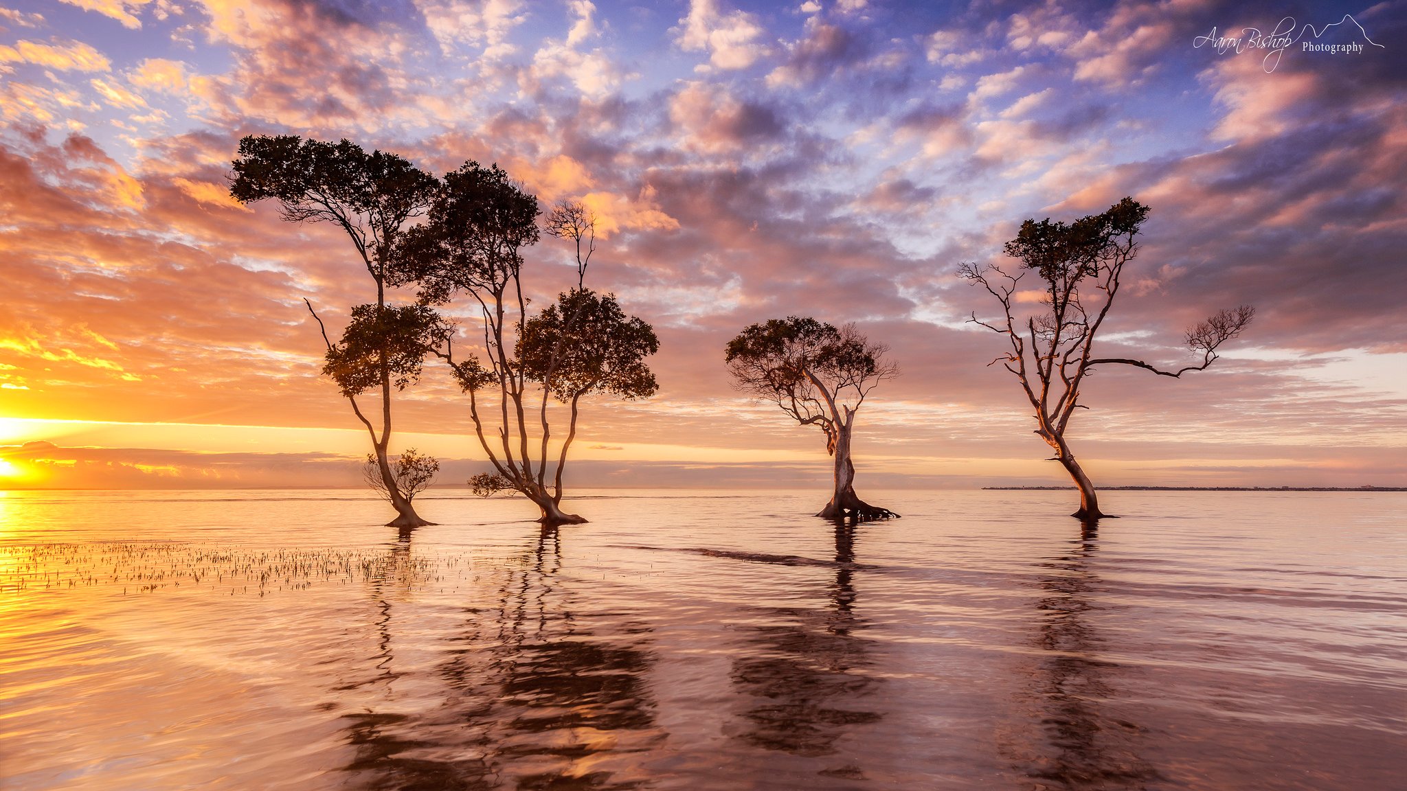 mattina australia acqua alberi cielo