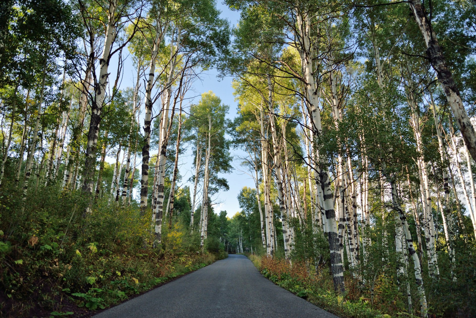 road nature