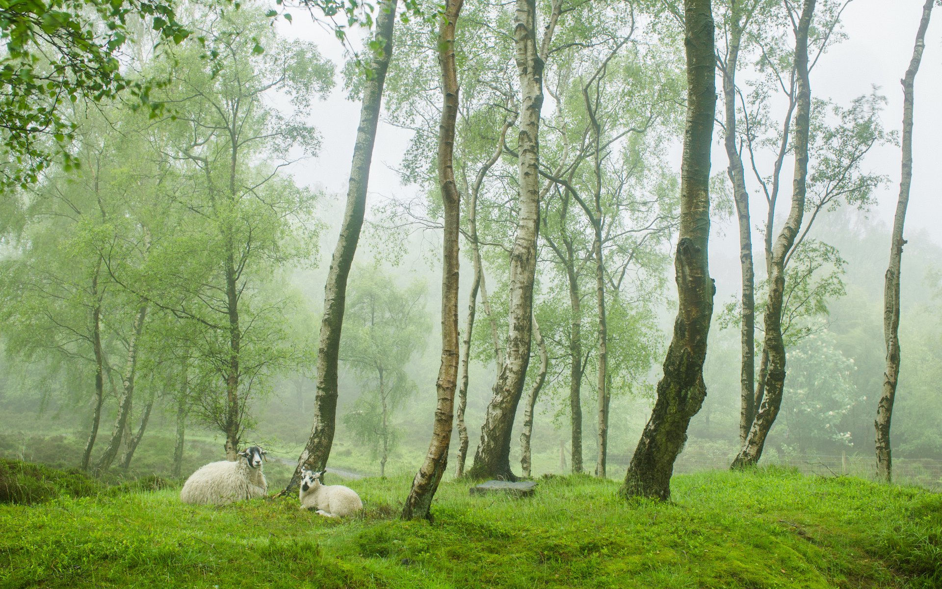 stanton moore peak district royaume-uni printemps angleterre village verdure arbres moutons moutons brouillard