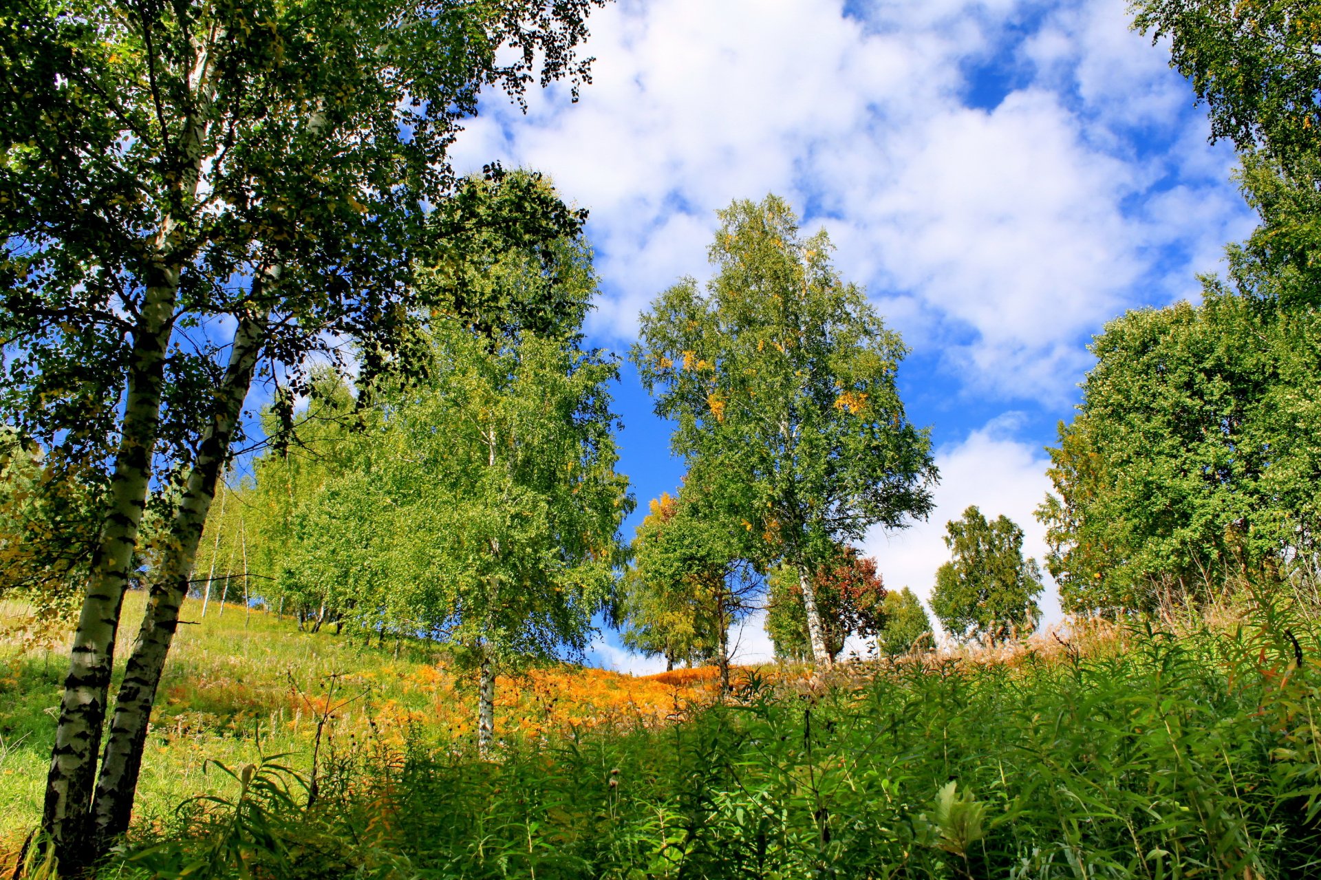 lato chakasja drzewa trawa brzozy natura zdjęcia