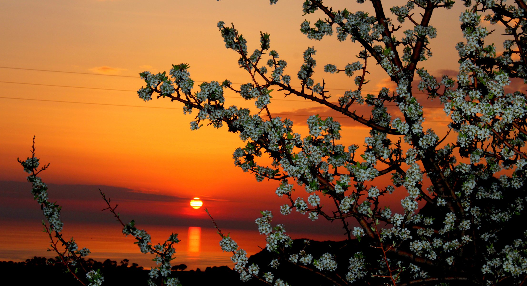 ky clouds sun sunset tree flower