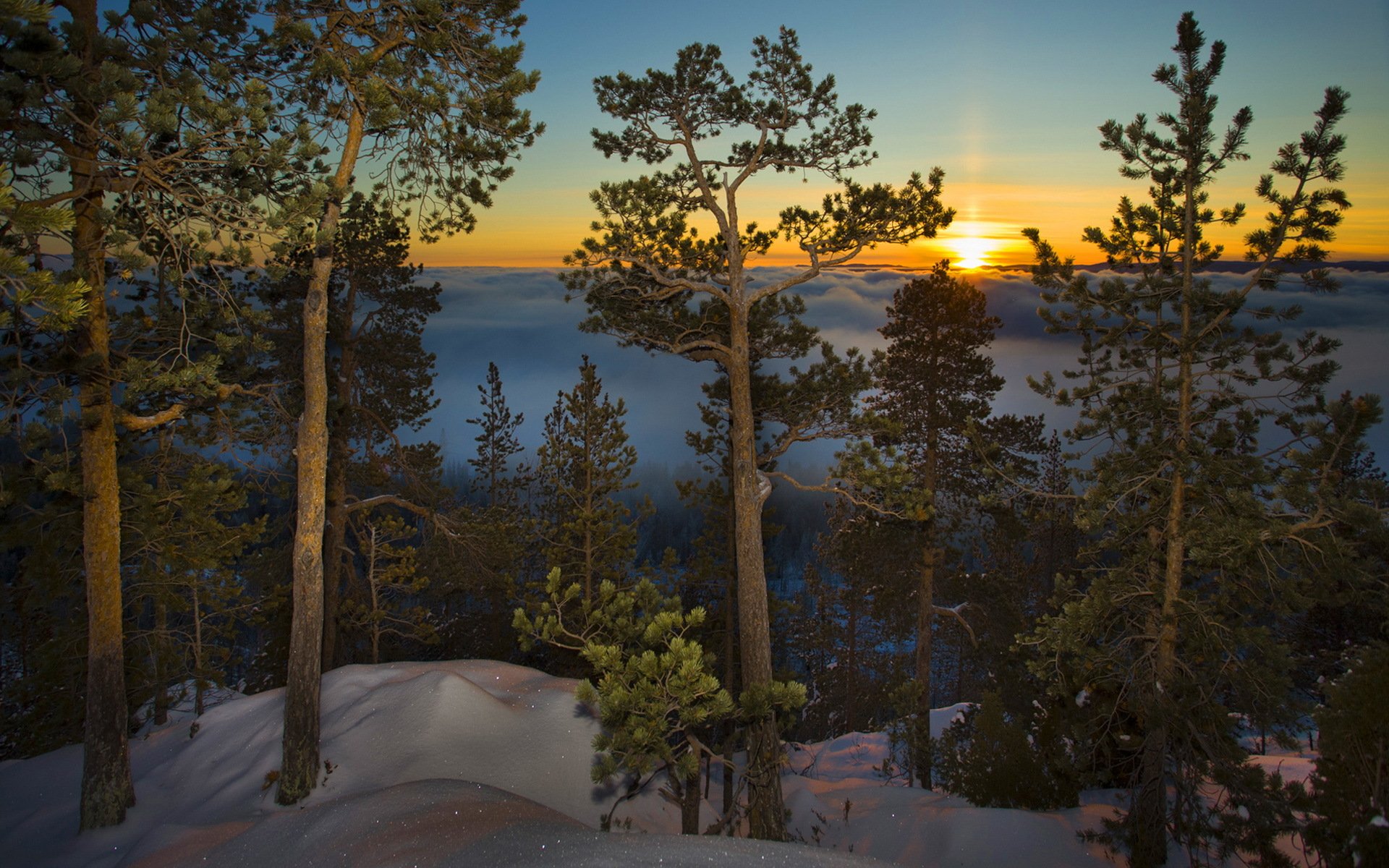 matin arbres neige paysage