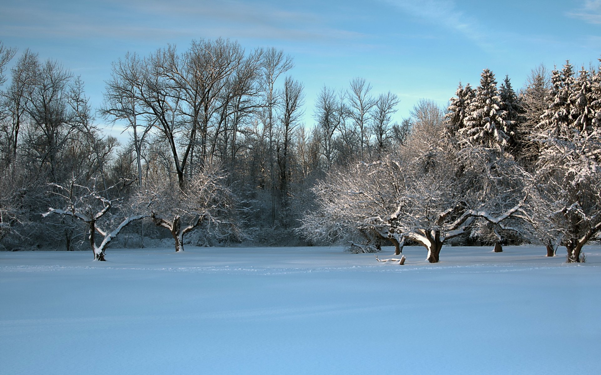 invierno campo árboles