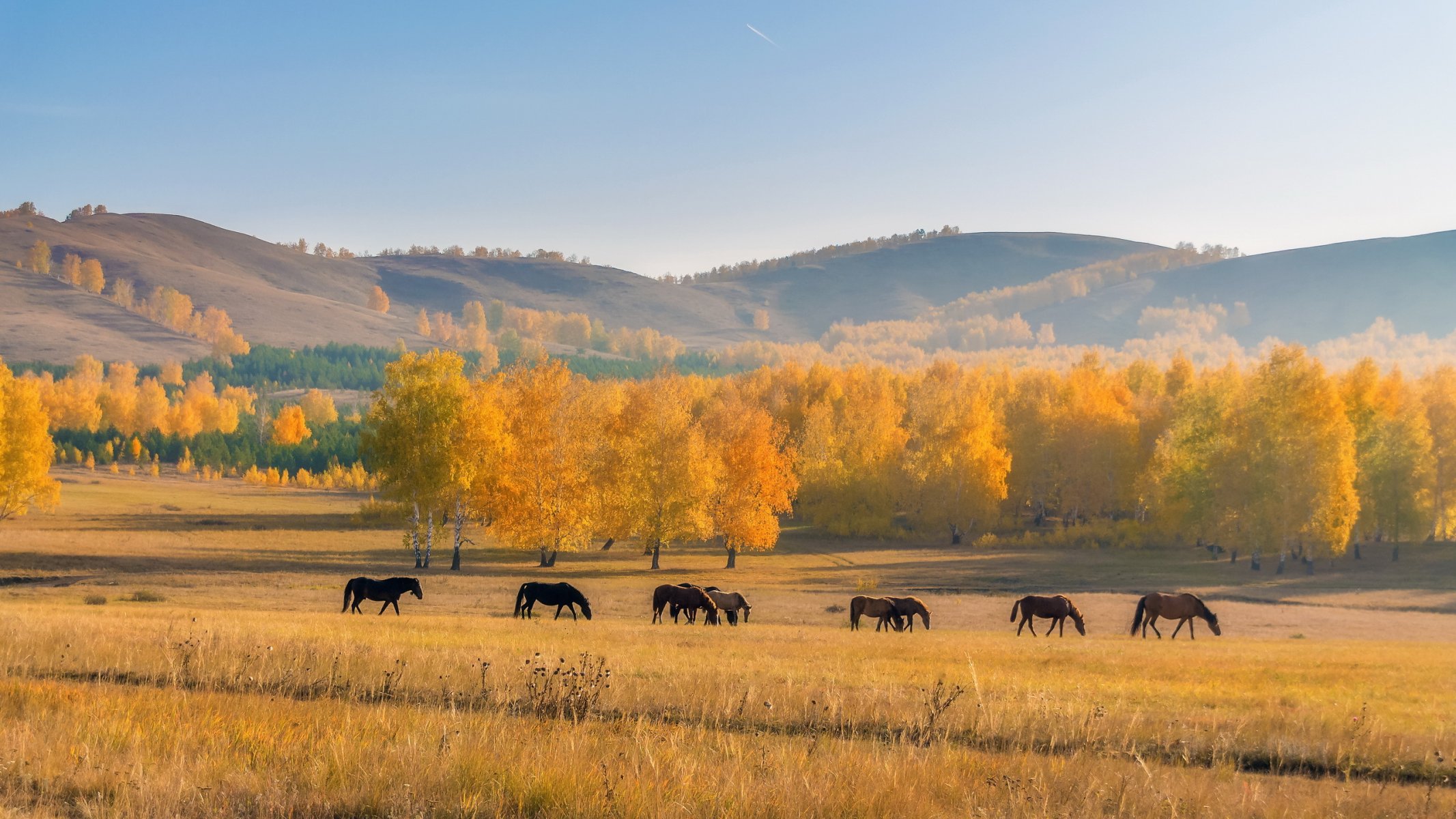 champ chevaux nature automne paysage