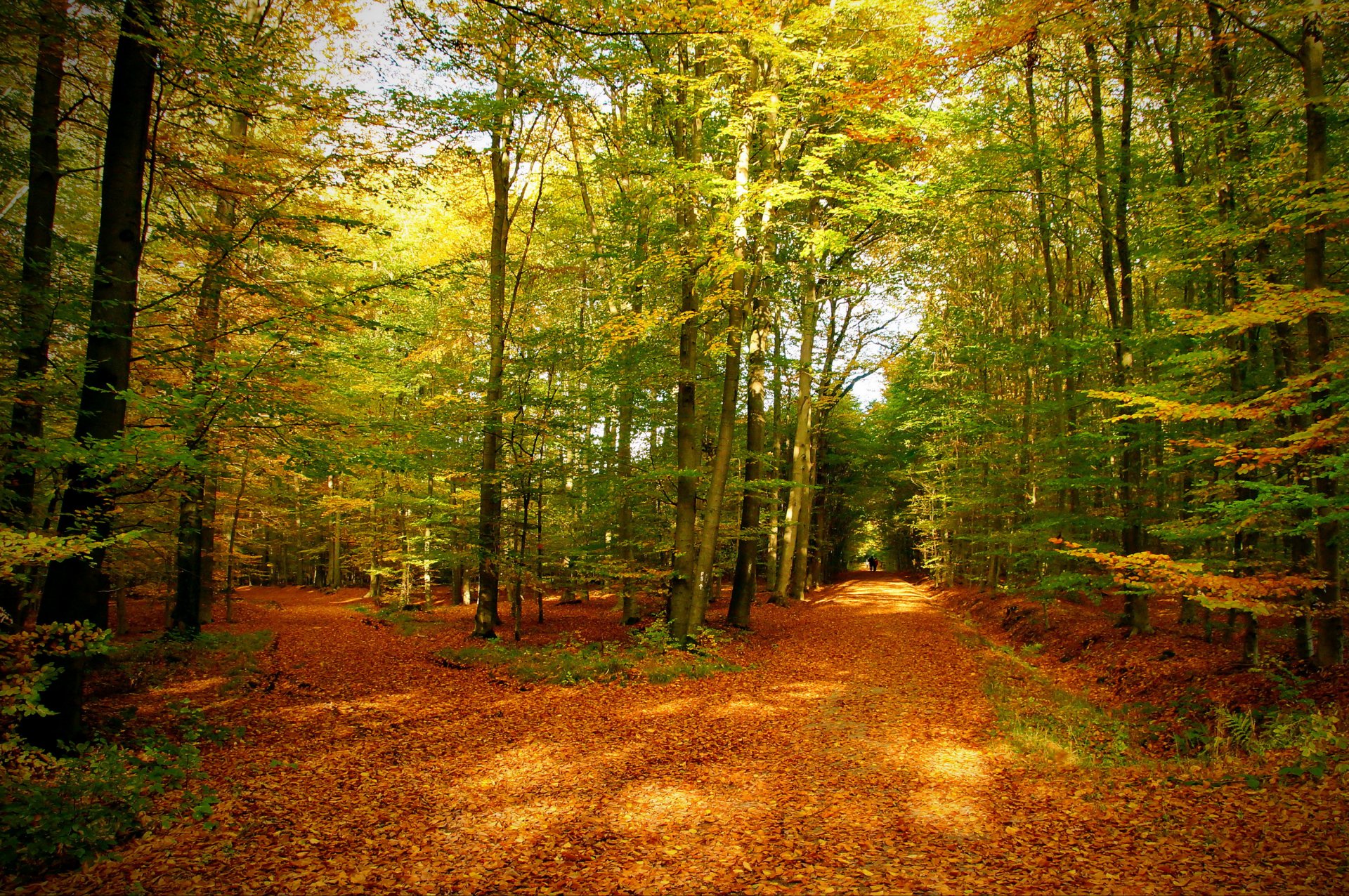 jesień las drzewa szlak liście natura zdjęcia