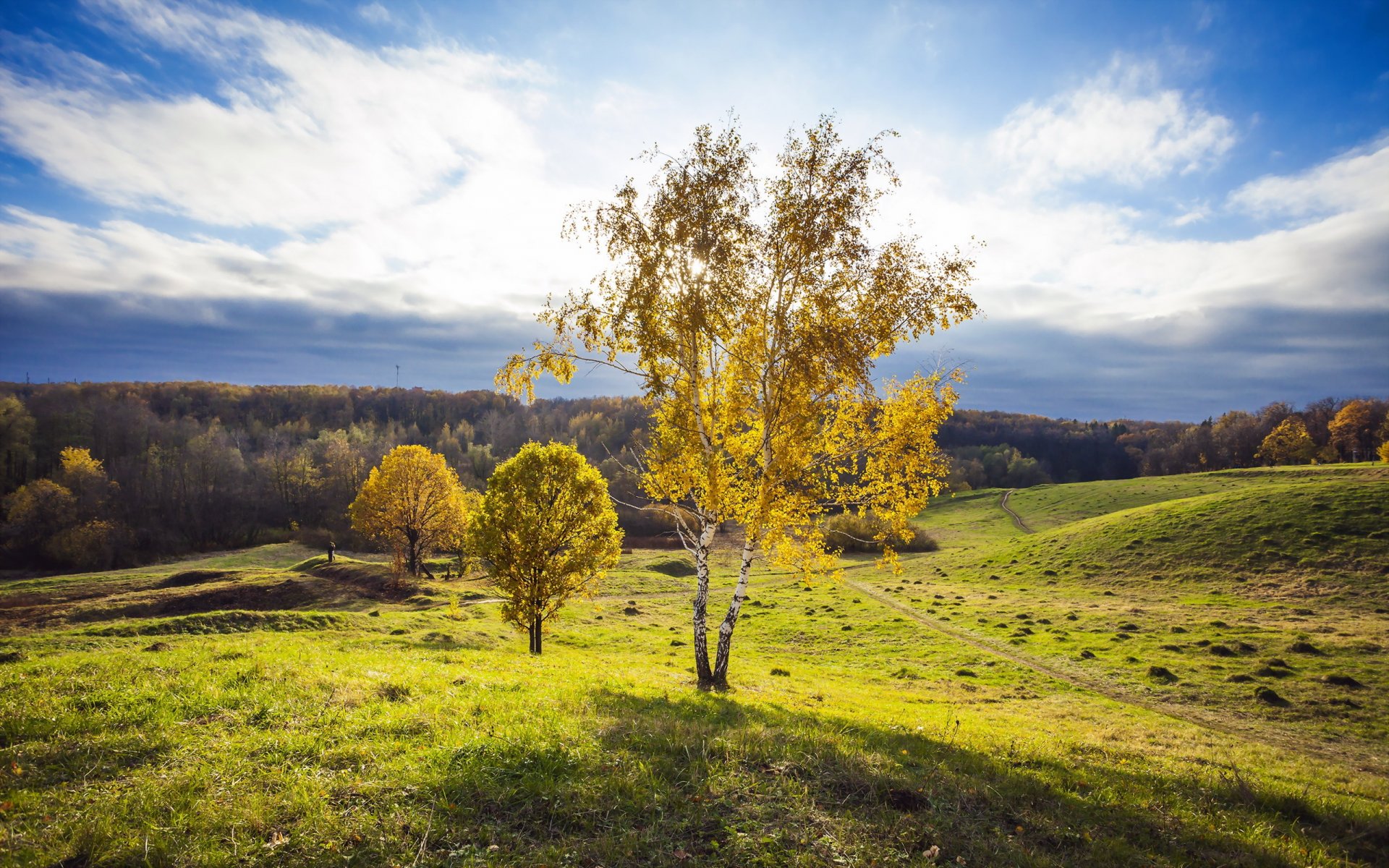 feld baum landschaft sommer