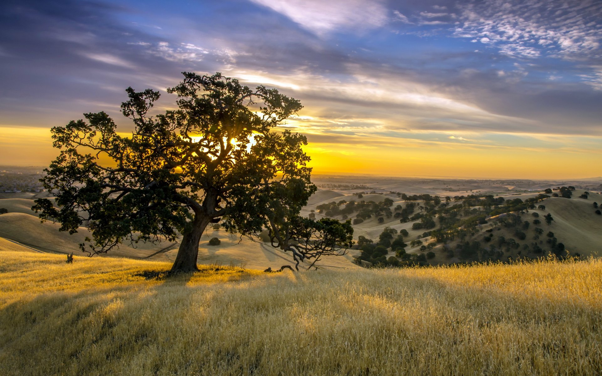 sonnenuntergang baum landschaft