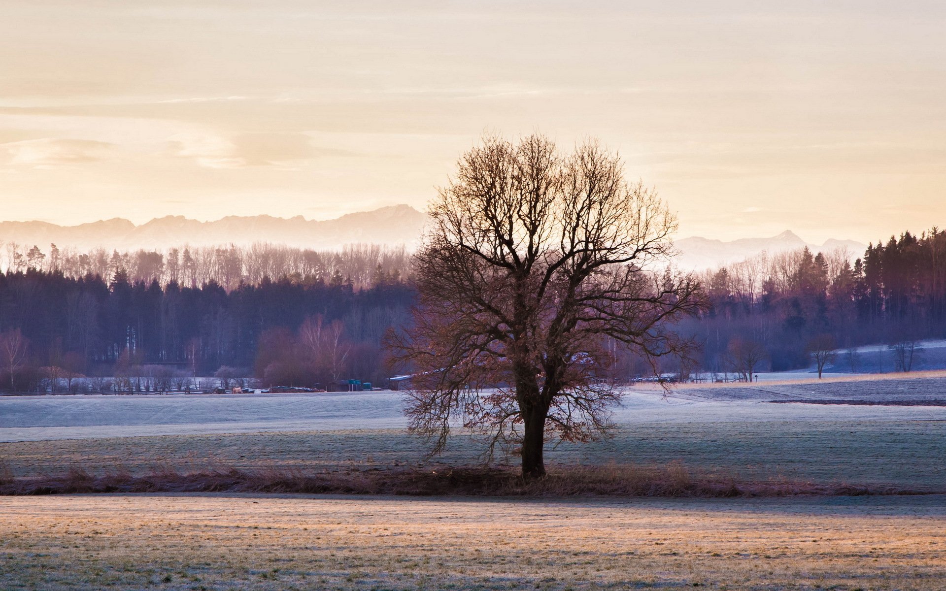 campo albero natura paesaggio