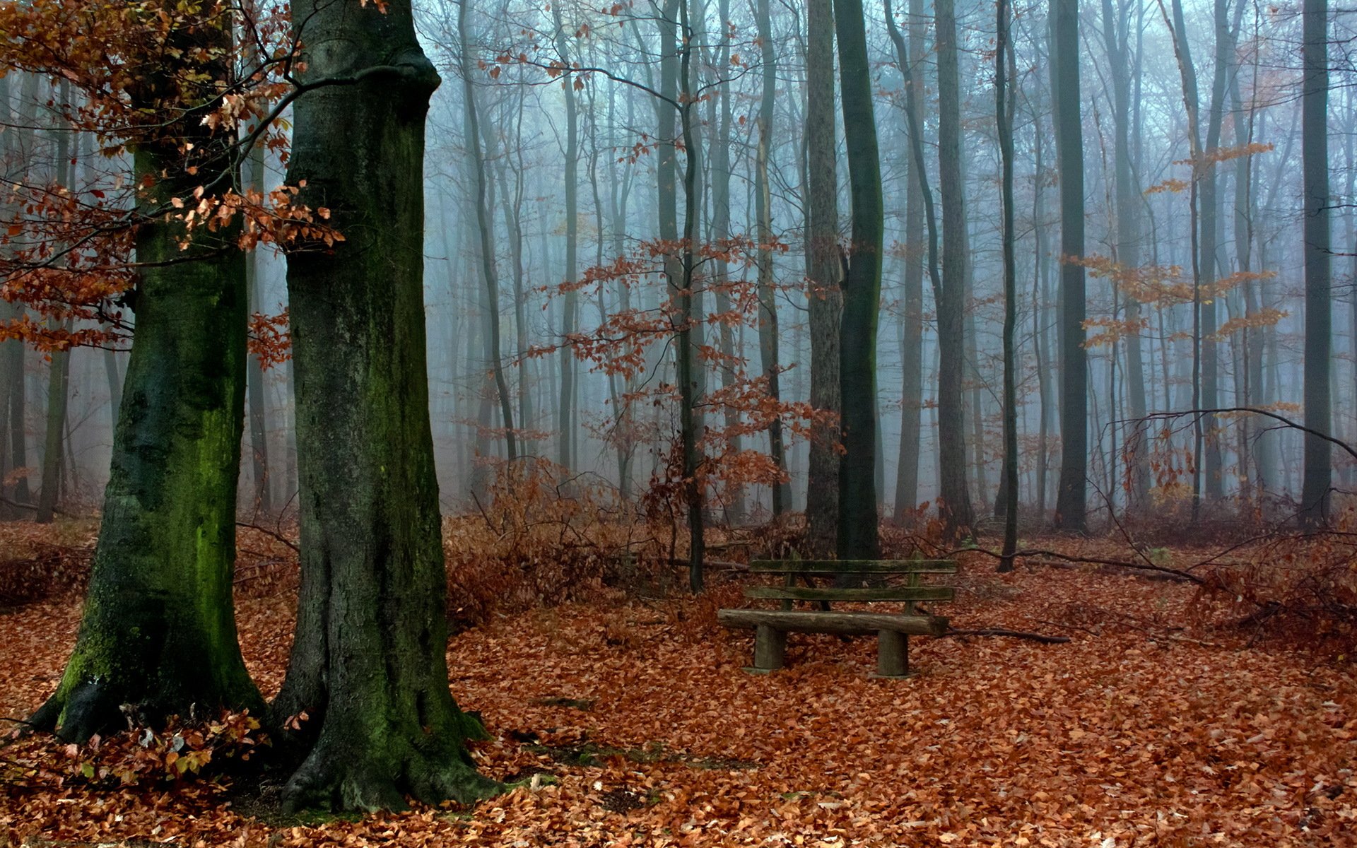 nature forêt automne