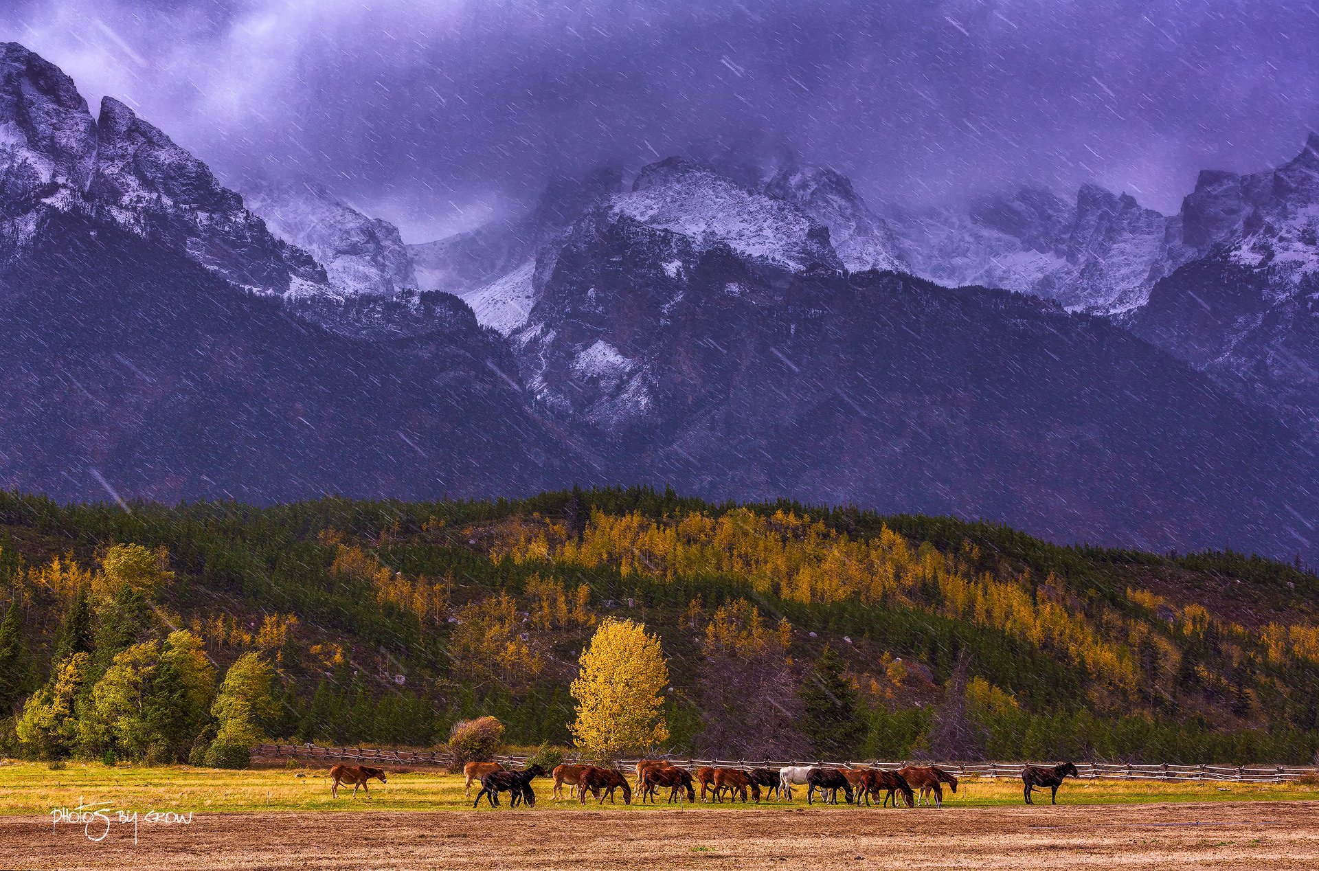 united states wyoming national park grand-titon mountain snow autumn tree horse