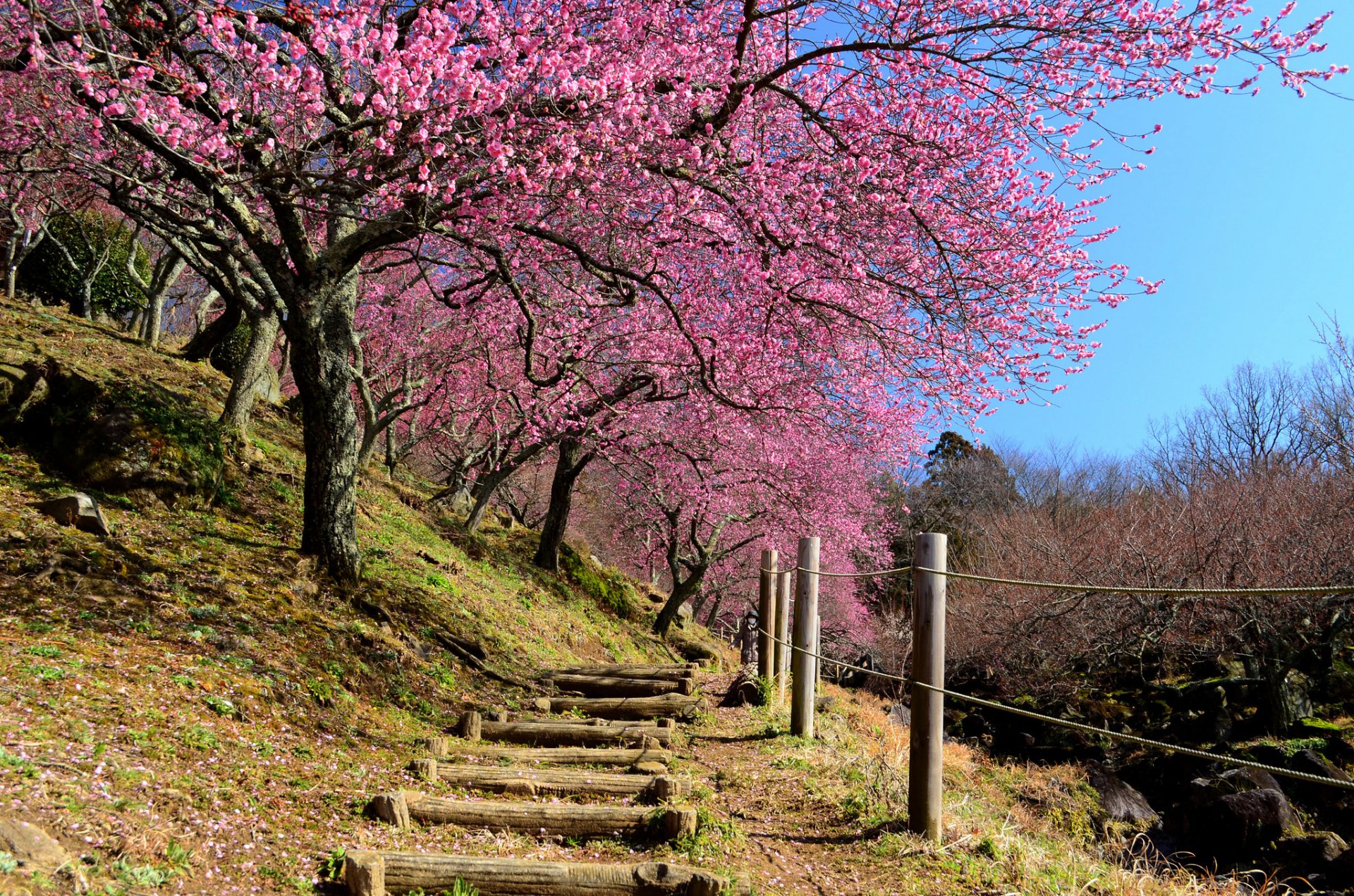 japan frühling garten hang sakura stufen zaun himmel