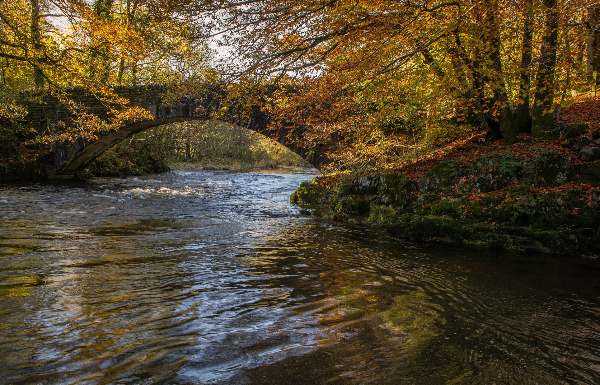 forêt parc arbres automne rivière pont arche