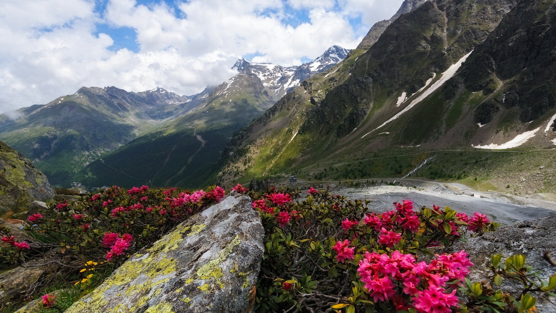 montagnes fleurs paysage