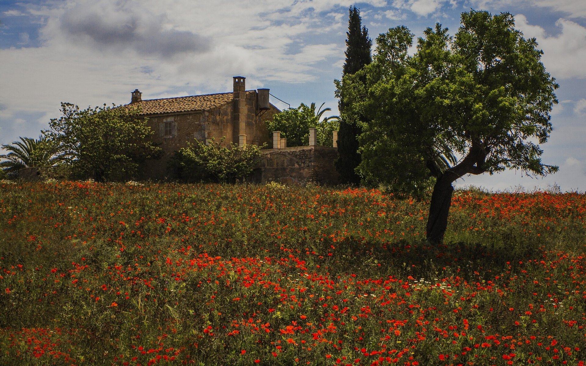 montuiri majorque espagne majorque fleurs coquelicots arbre maison pré