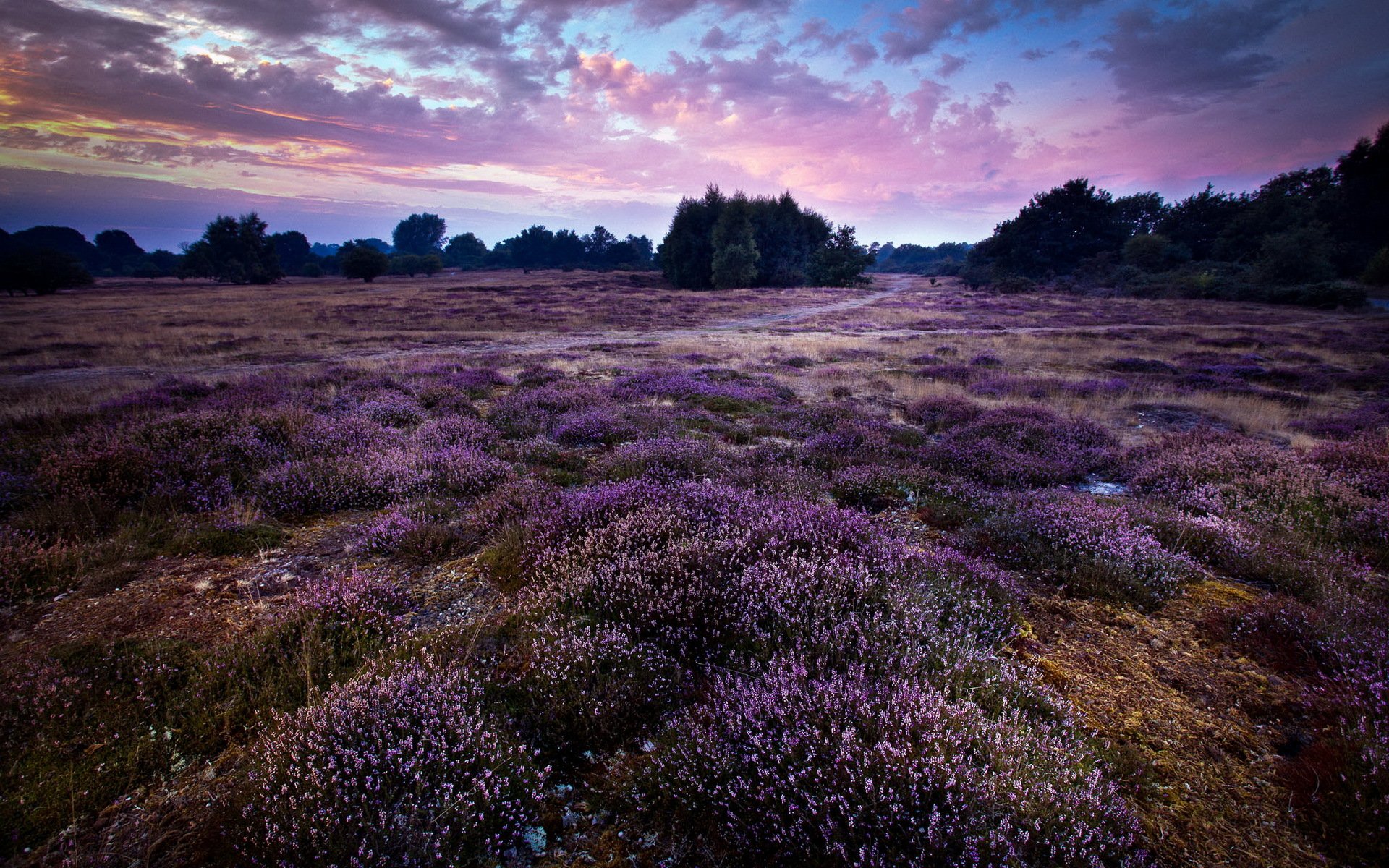 lila landschaft england gb