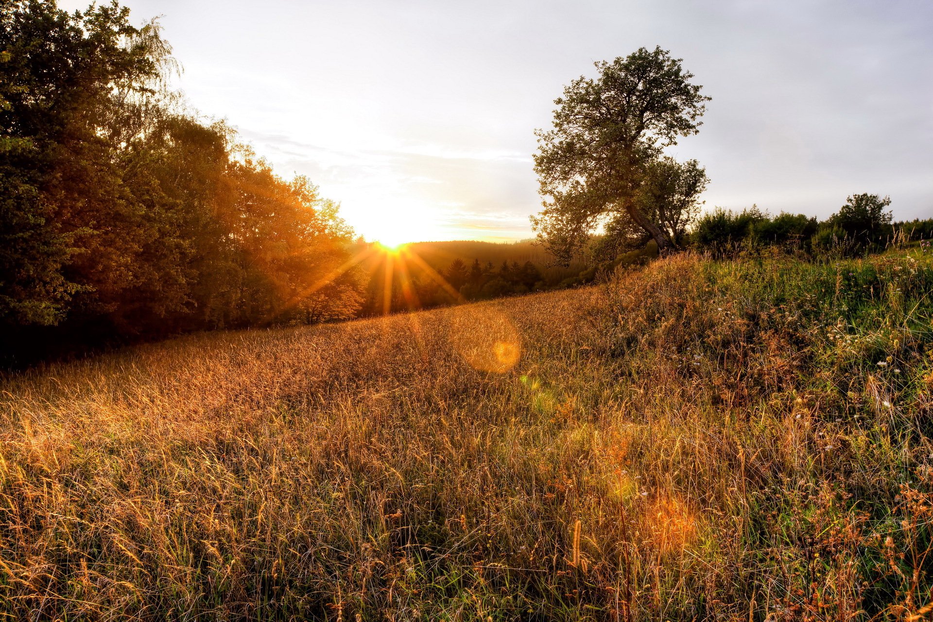 amanecer puesta del sol rayos de luz naturaleza bosque hierba árboles foto