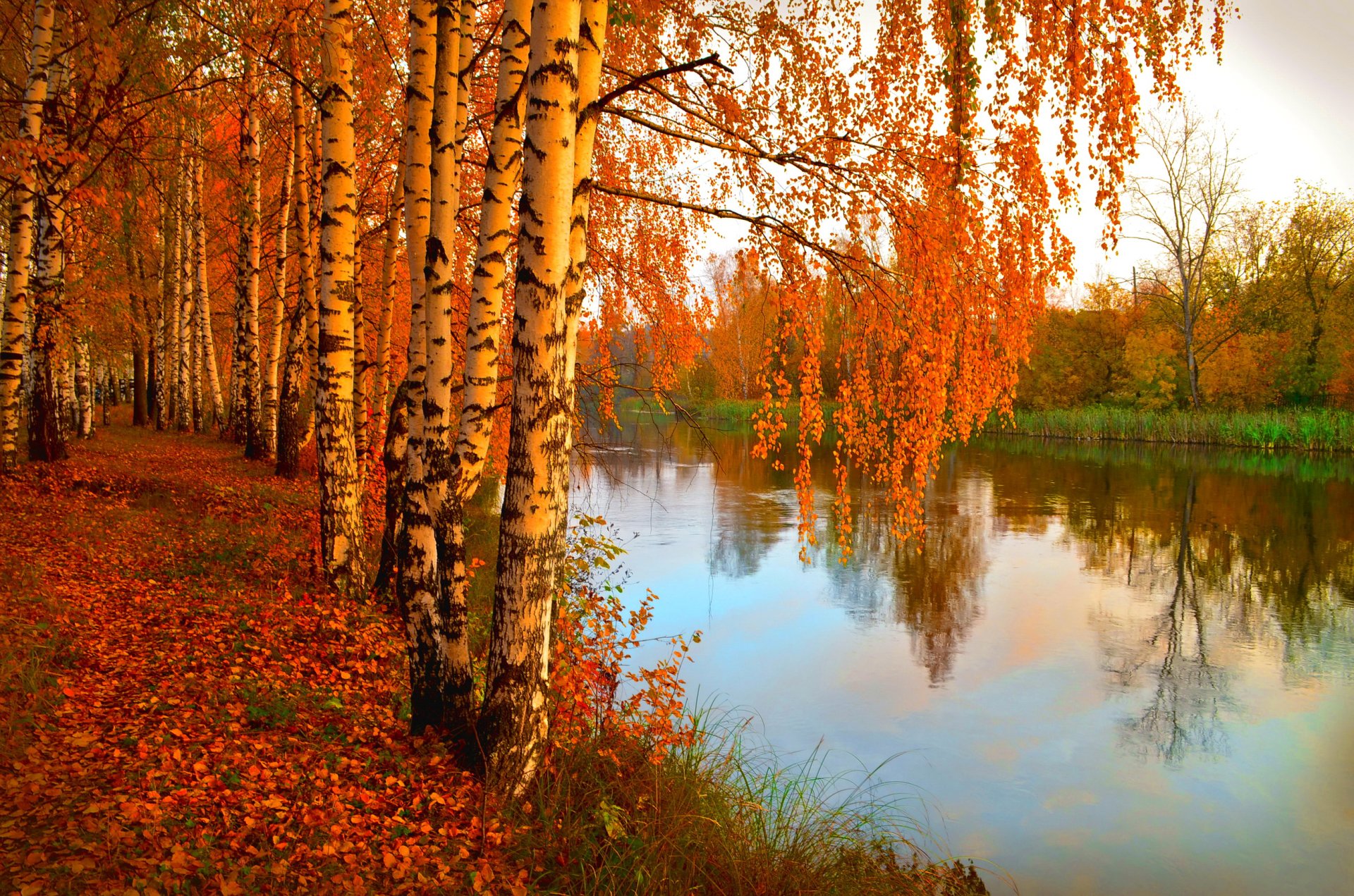 natura fiume foresta alberi fogliame foto