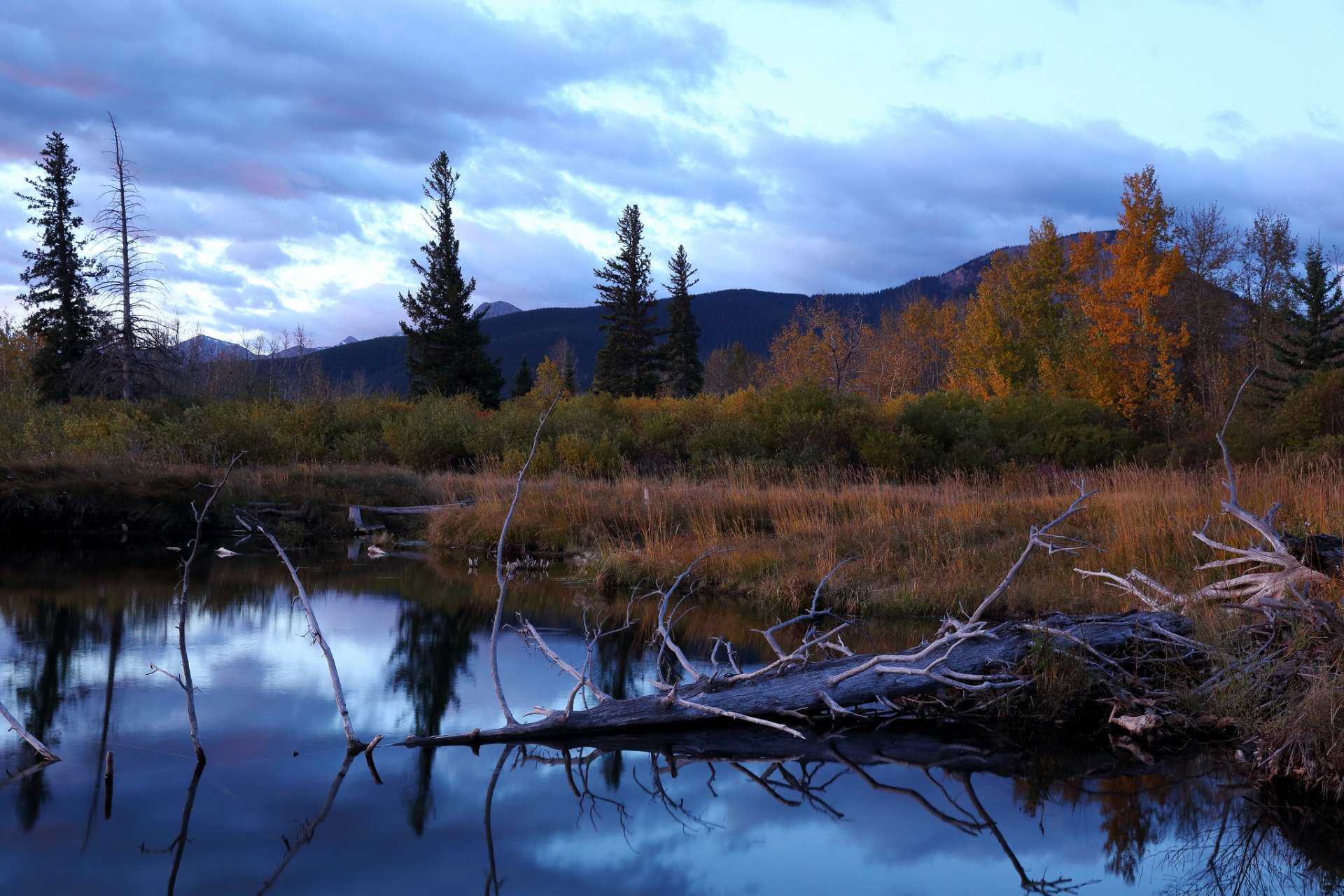 berge wald see treibholz herbst