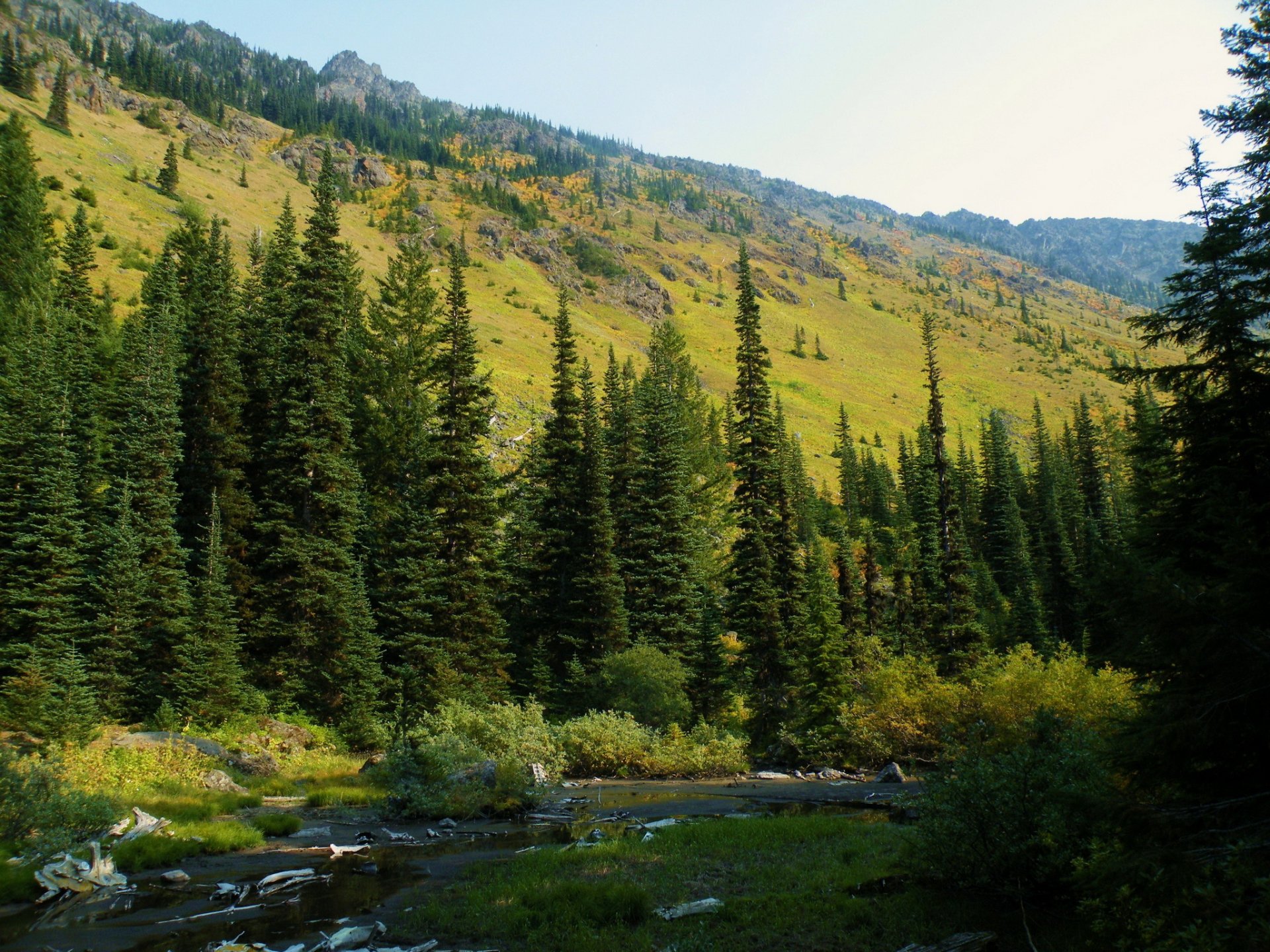 las usa waszyngton mf baker-snoqualmie national świerk natura zdjęcia