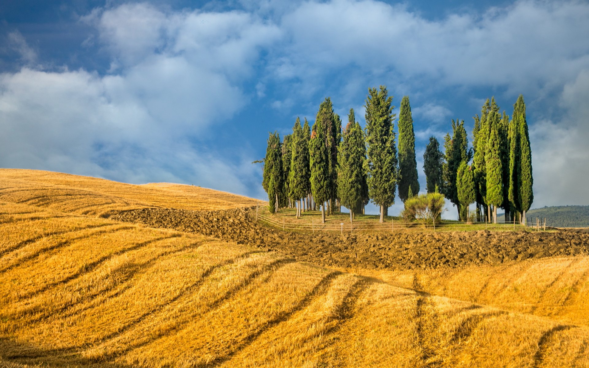 the field tree summer landscape