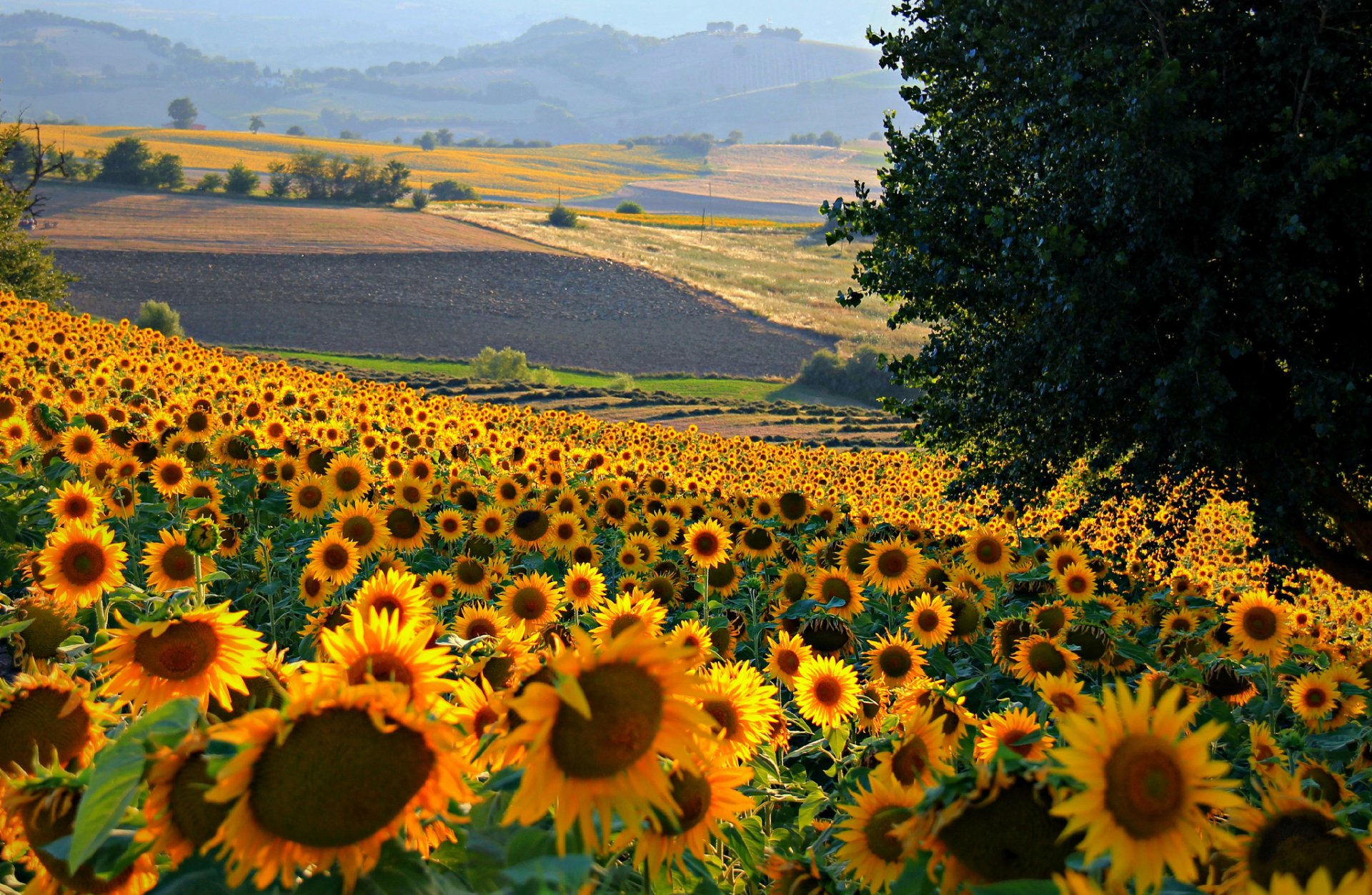 italy the field hills sunflower flower