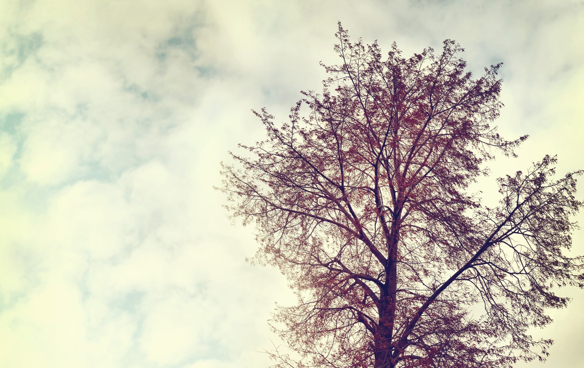 vintage naturaleza árbol paisaje cielo nubes vintage