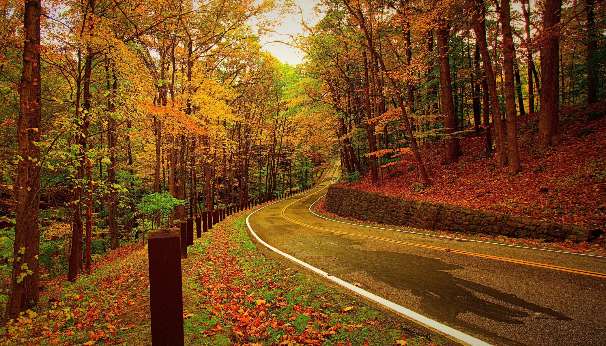 autumn road forest tree leaves nature photo