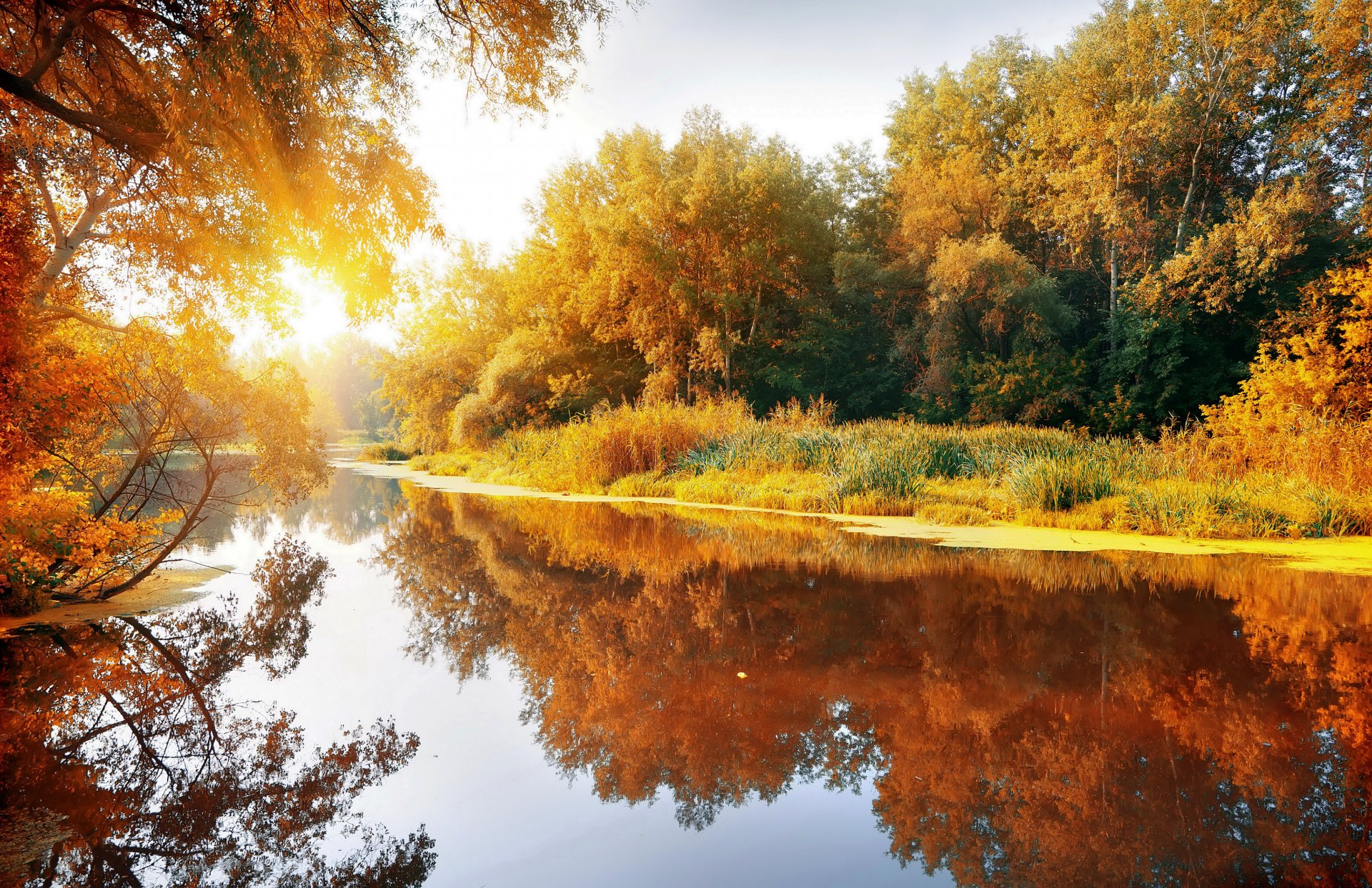 autunno paesaggio natura boschetto foresta fiume sole