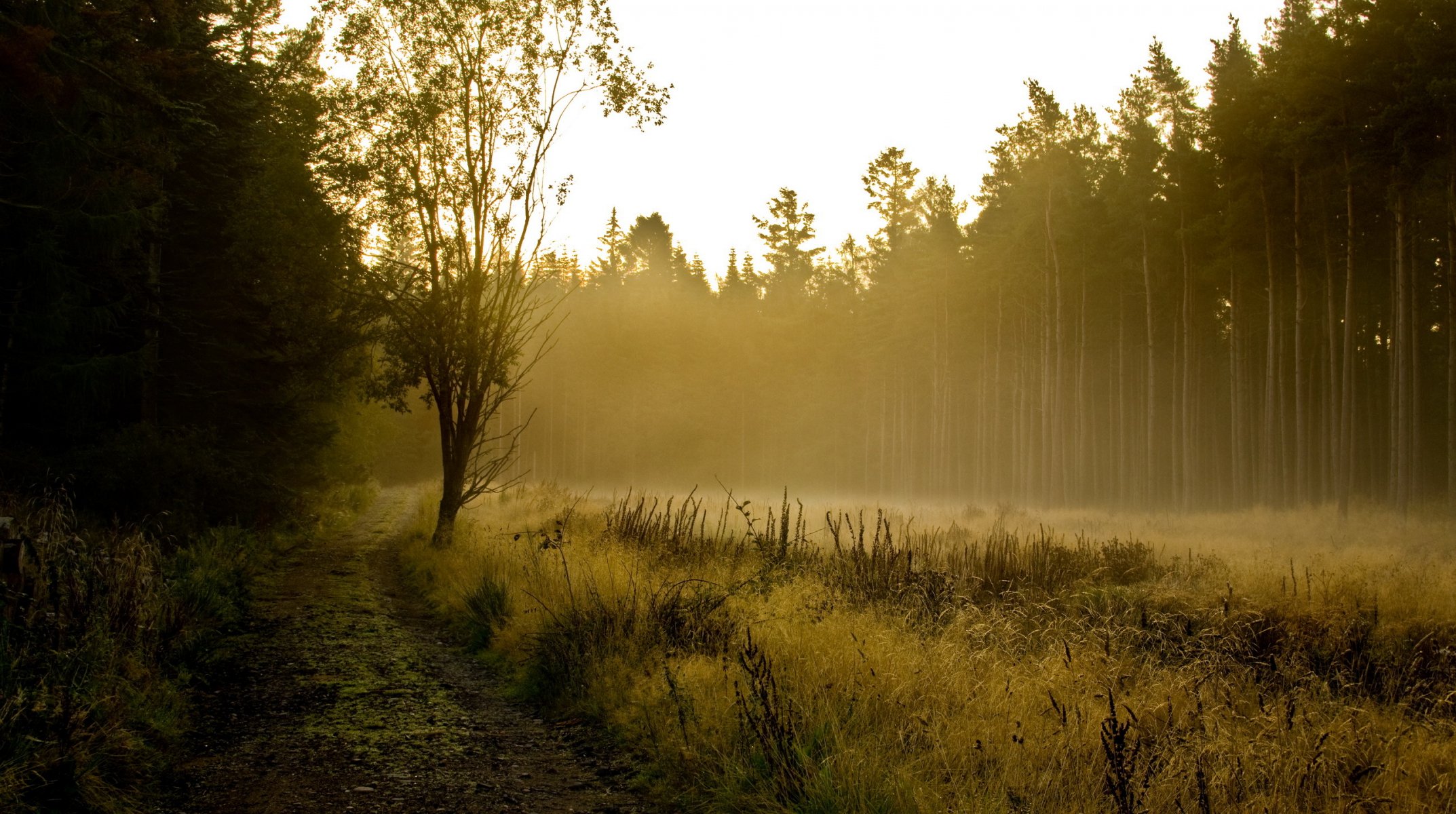 forêt brouillard paysage