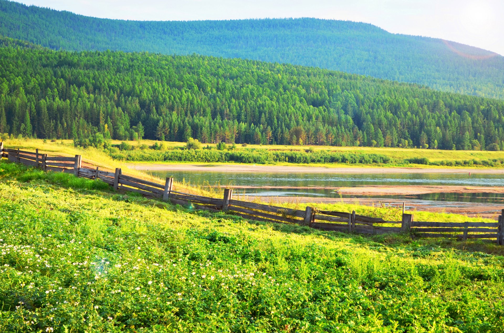 village grass potatoes river forest fence tree summer verkhnemarkovo