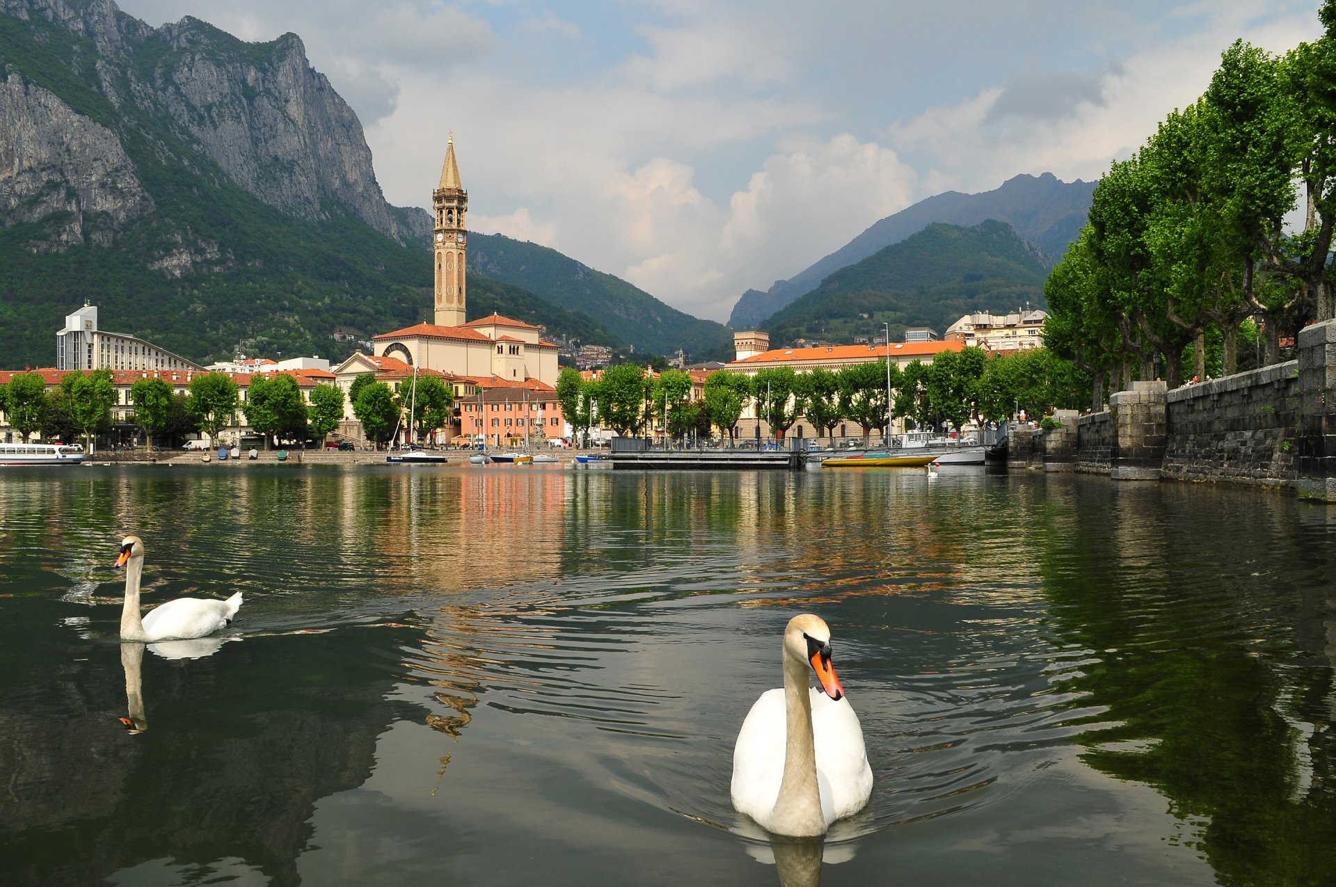 lecco lombardía italia lago de como cisne aves cielo montañas ciudad