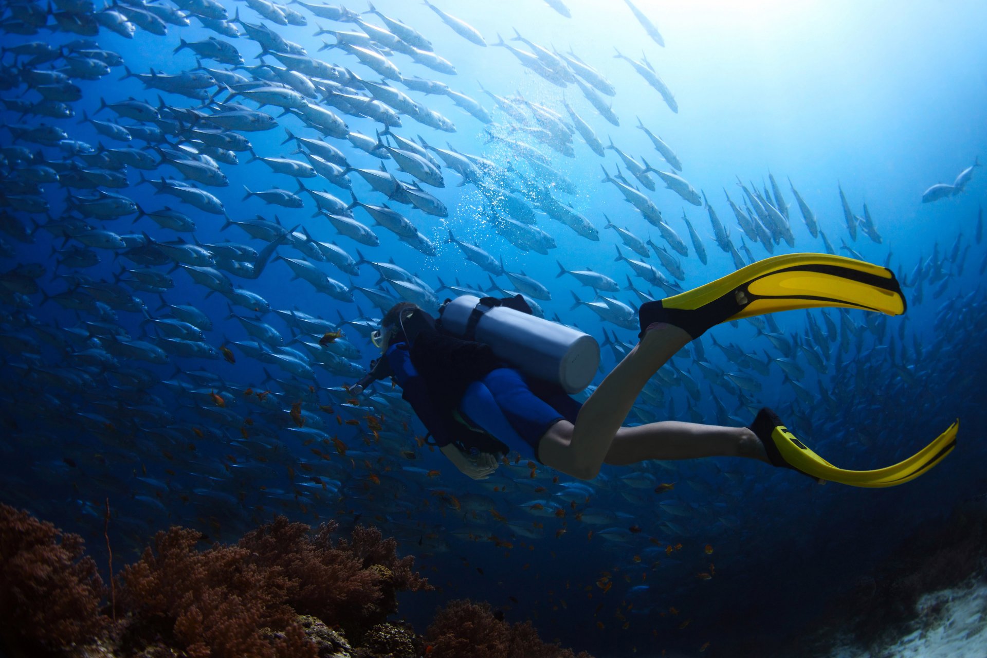 unterwasser landschaft tauchen taucher neoprenanzug tauchen ozean korallen fische pfosten urlaub reisen mein planet bokeh hintergrundbilder